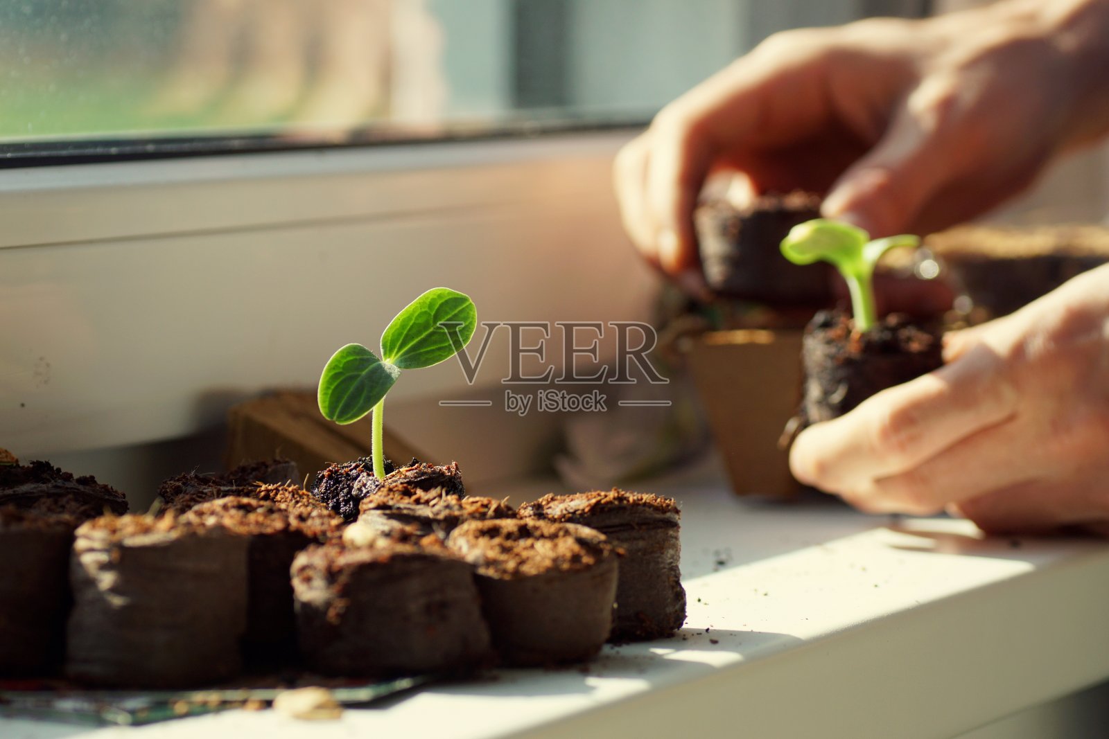 在窗板上种蔬菜幼苗照片摄影图片
