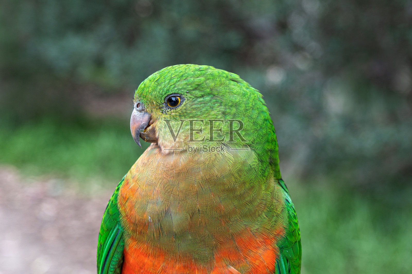 澳大利亚国王鹦鹉,阿利斯特勒斯肩胛骨,栖息在篱笆柱,肯尼特河,澳大利亚维多利亚州照片摄影图片