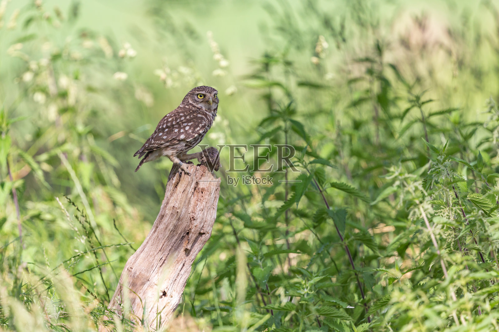 小猫头鹰,小猫头鹰,小hibou, steenuil, Athene noctua照片摄影图片