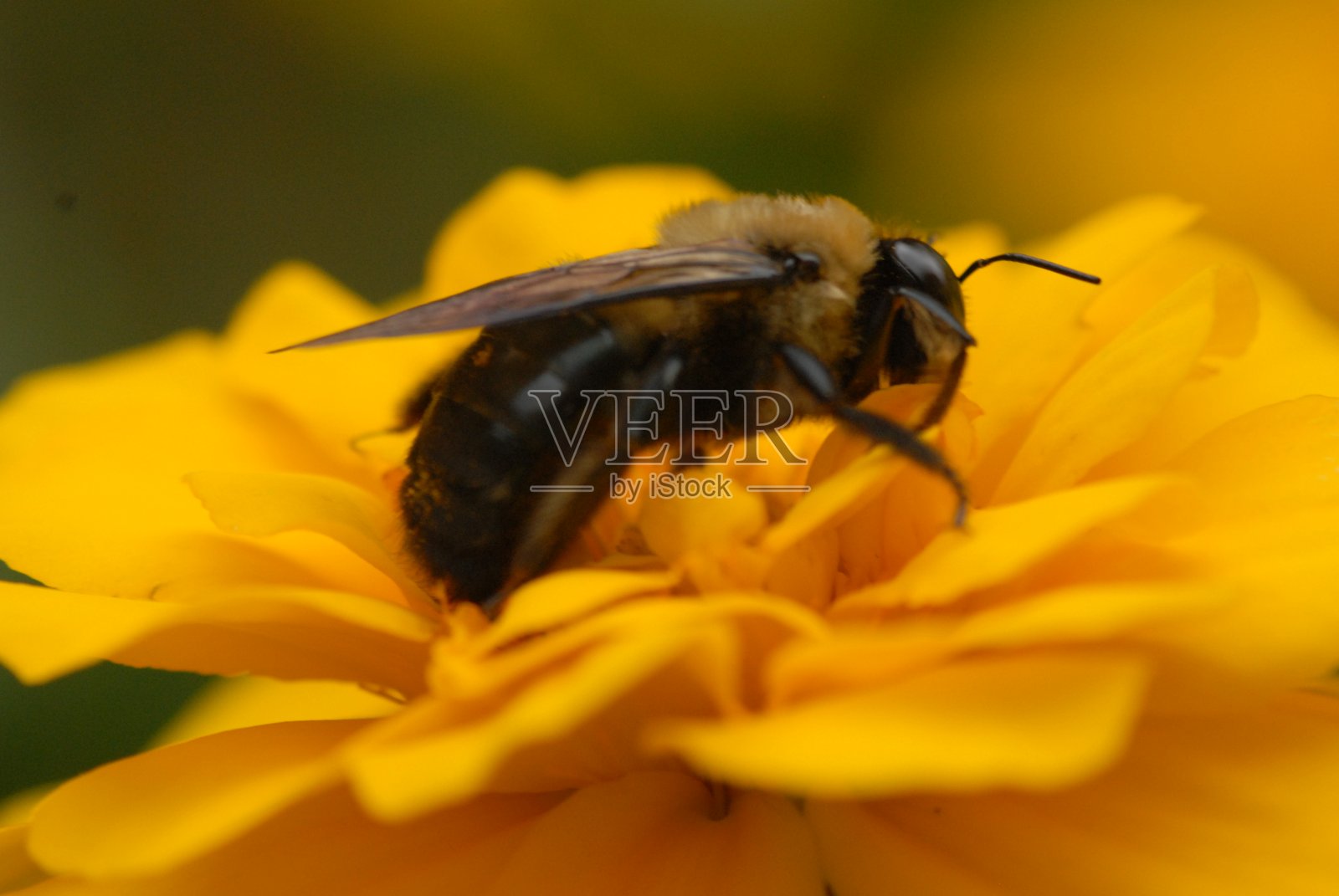 特写镜头的蜜蜂照片摄影图片