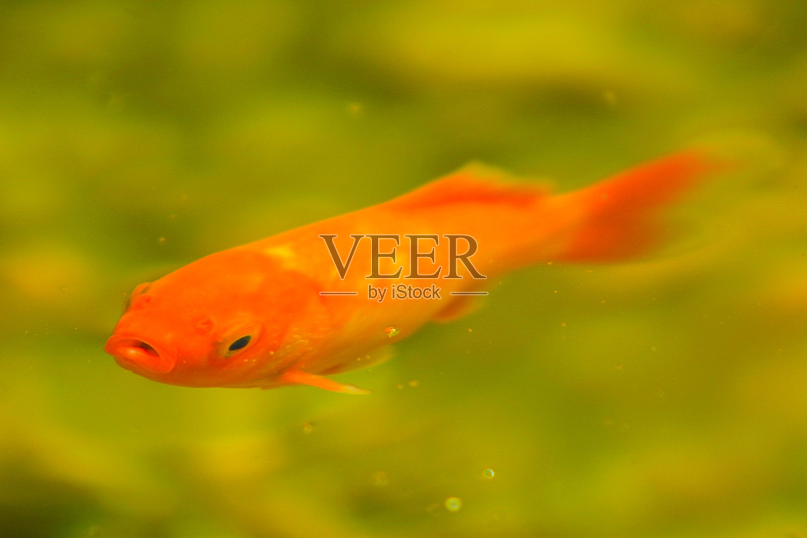 红色的鱼照片摄影图片