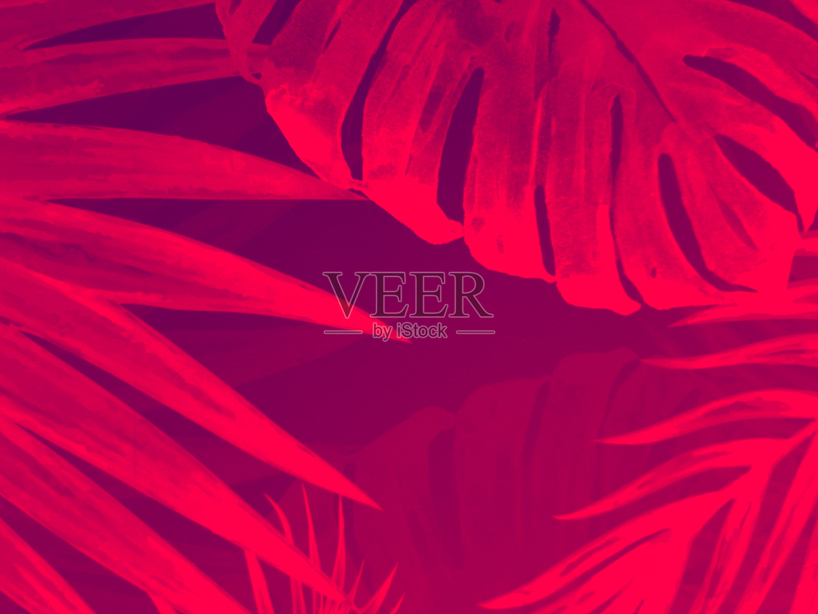 美丽的抽象色彩白色和粉红色的三叶大理石在白色的背景和黑色和红色的花岗岩瓷砖地板在黑色的背景,爱红色的叶子横幅图形,艺术马赛克装饰,粉红色的花朵照片摄影图片