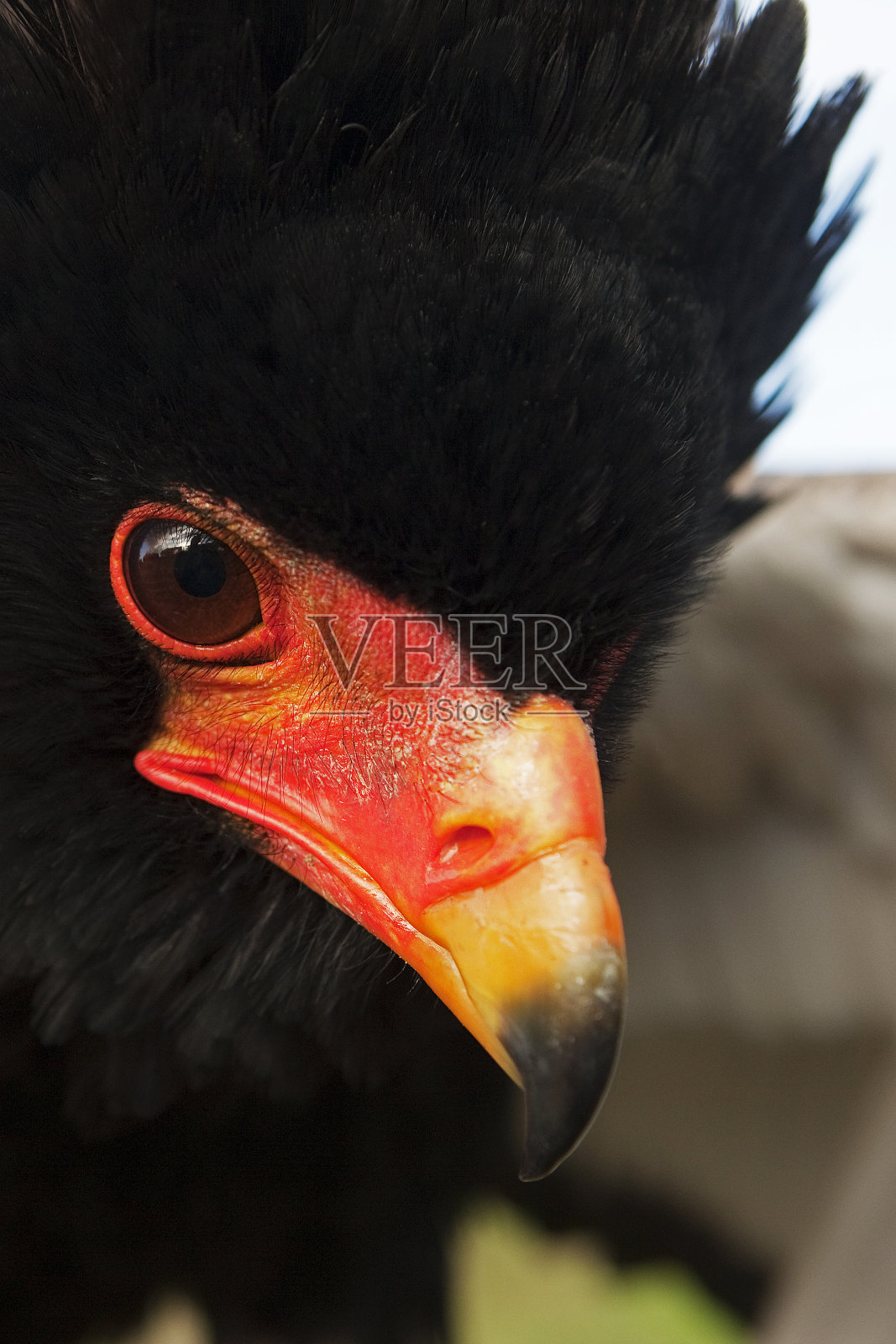 尾尾雕,成年PH值的喙特写照片摄影图片