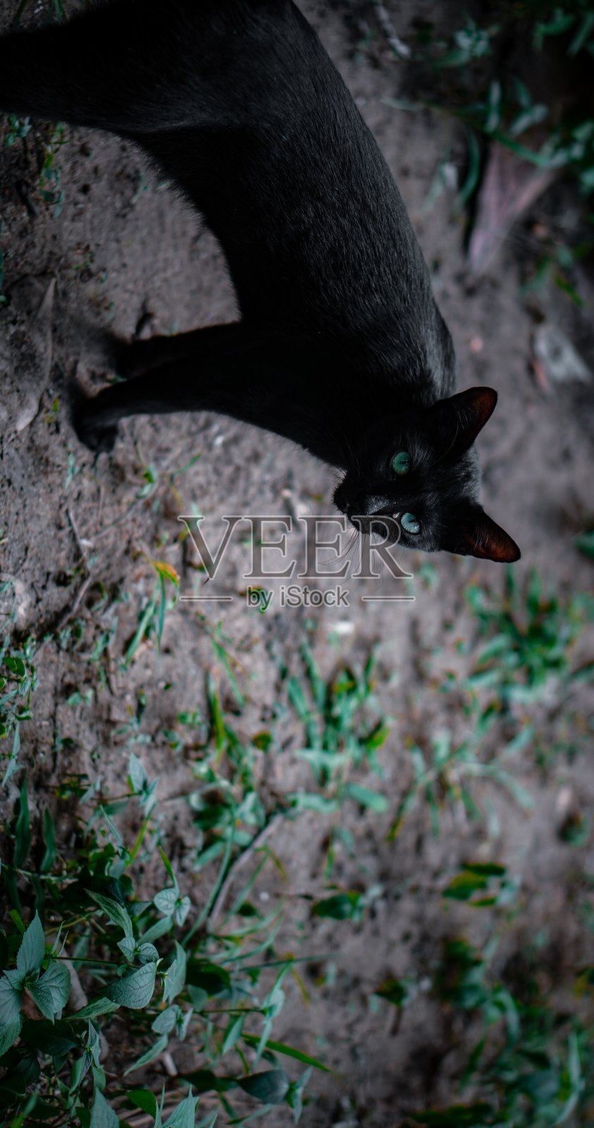 Pet✨照片摄影图片