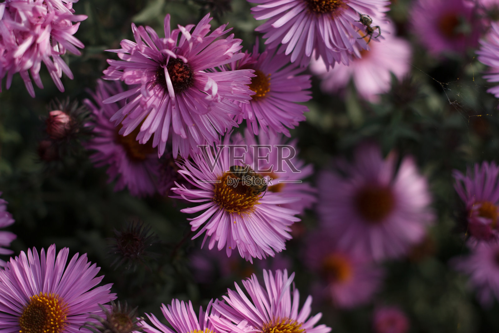 傍晚公园里开着鲜艳的紫花。粉红色的花瓣。夏天紫罗兰花与蜜蜂和蜘蛛。小菊花的特写镜头。秋天是花园盛开的季节。昆虫在花序照片摄影图片