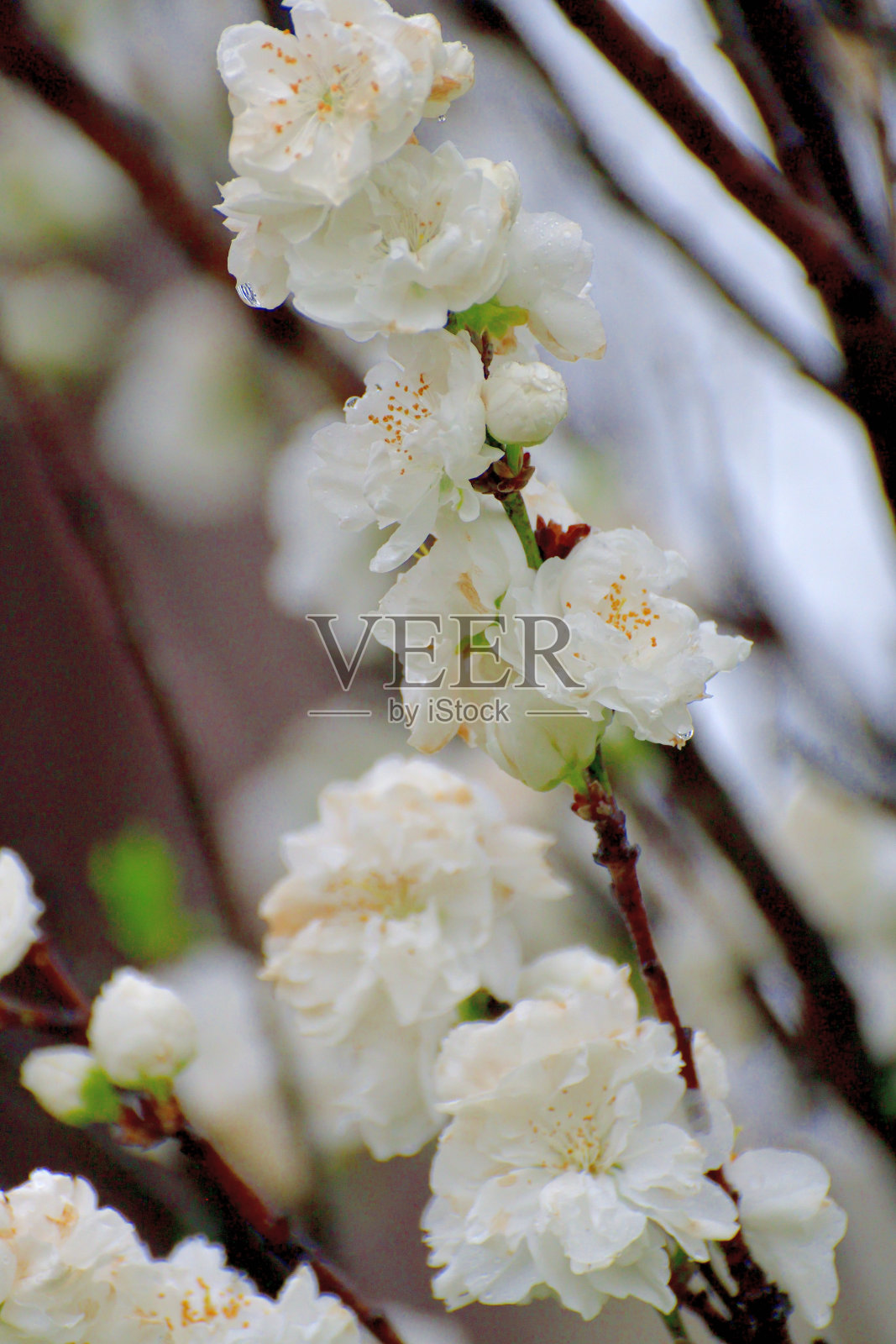 白色、粉色和红色桃花照片摄影图片