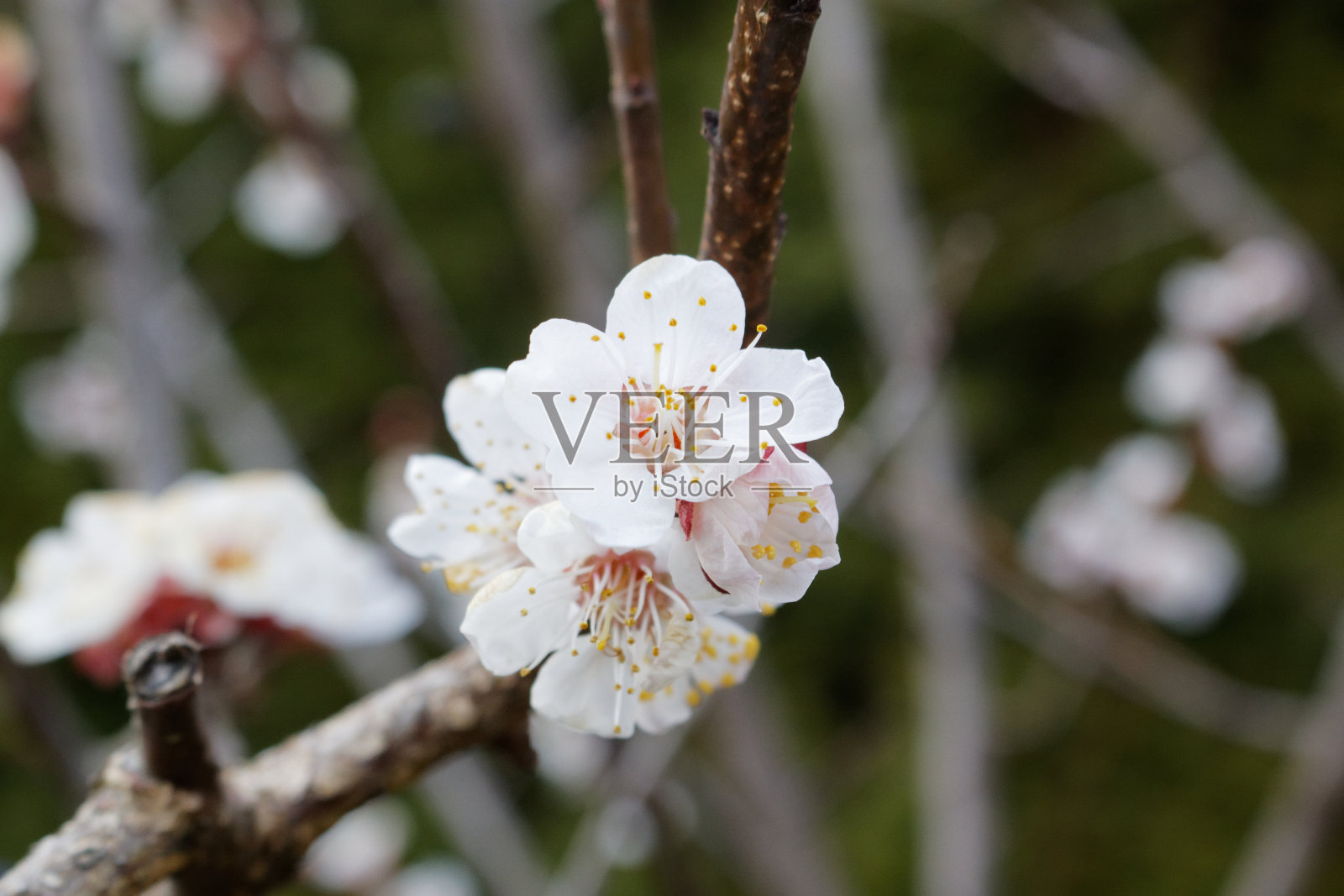 杏花Prunus armeniaca亚美尼亚李照片摄影图片