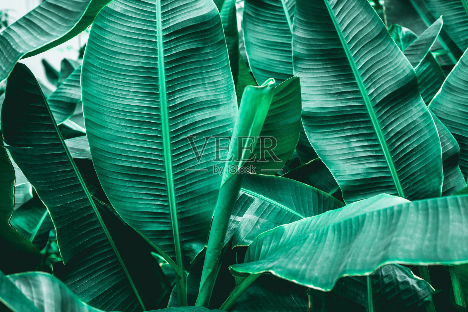热带香蕉叶的纹理照片摄影图片