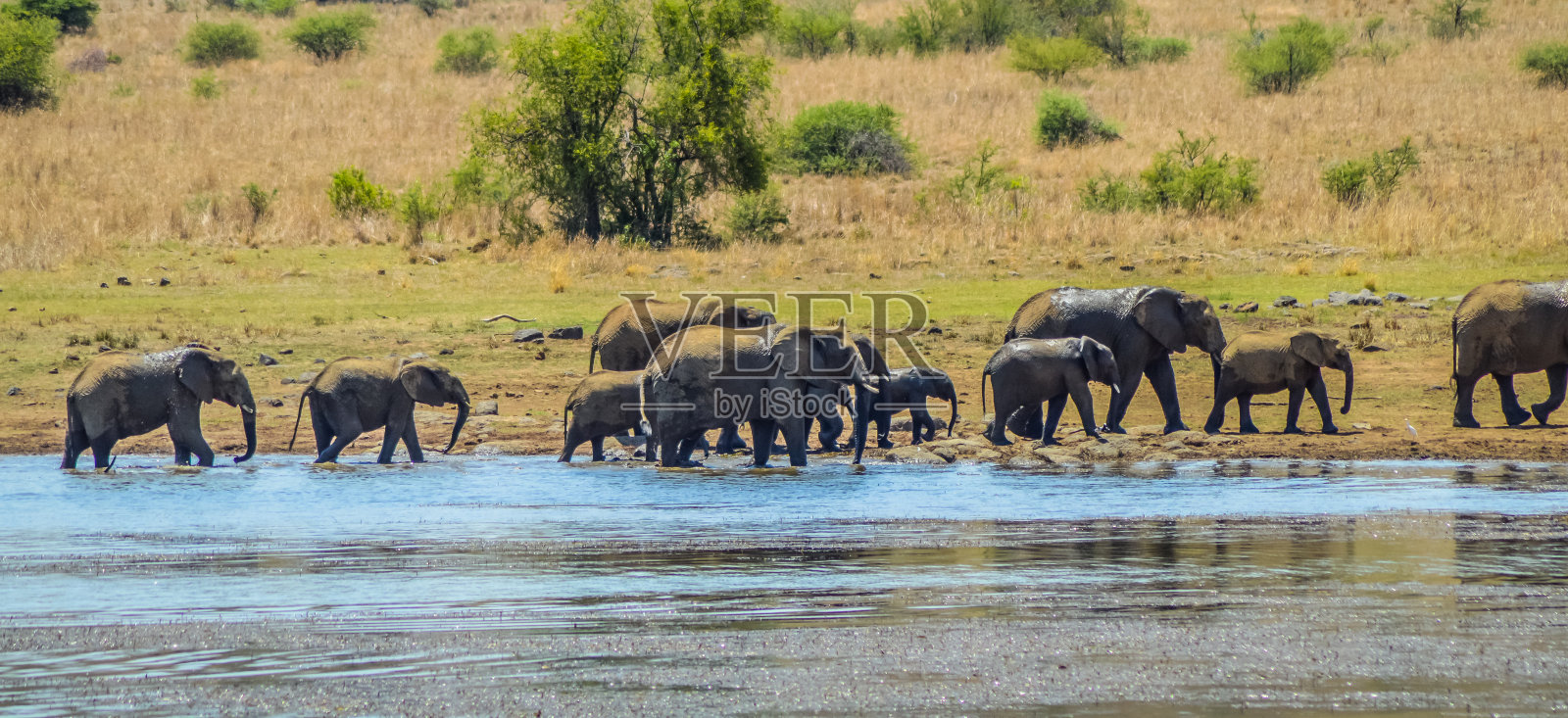 在兰尼斯堡国家公园,一群大象正在饮水照片摄影图片