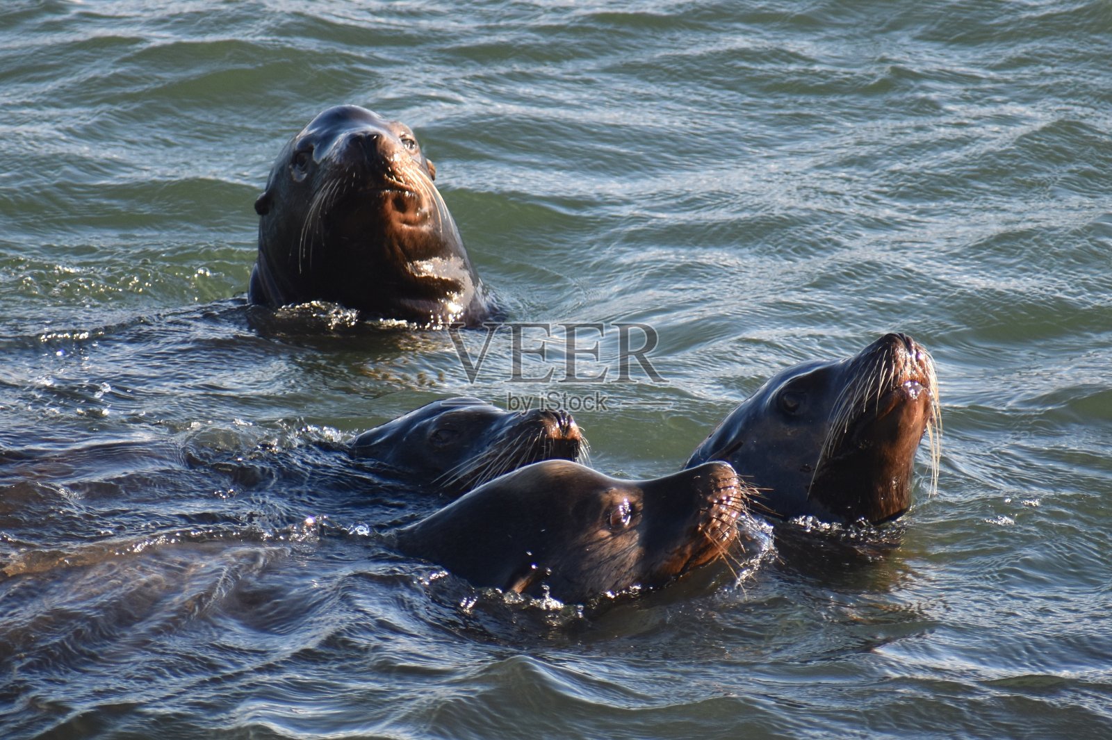 一群加州海狮(Zalophus californianus)沿着莫斯兰丁海滩的防波堤浮出水面照片摄影图片