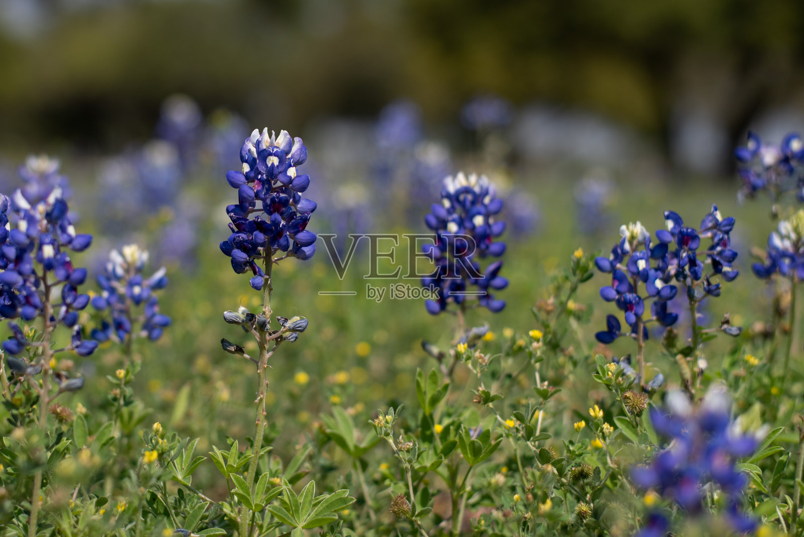 矢车菊照片摄影图片