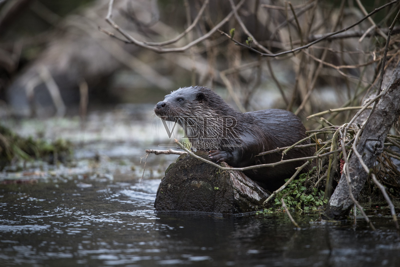 水獭肖像坐在倒下的原木沿河岸在英国乡村照片摄影图片