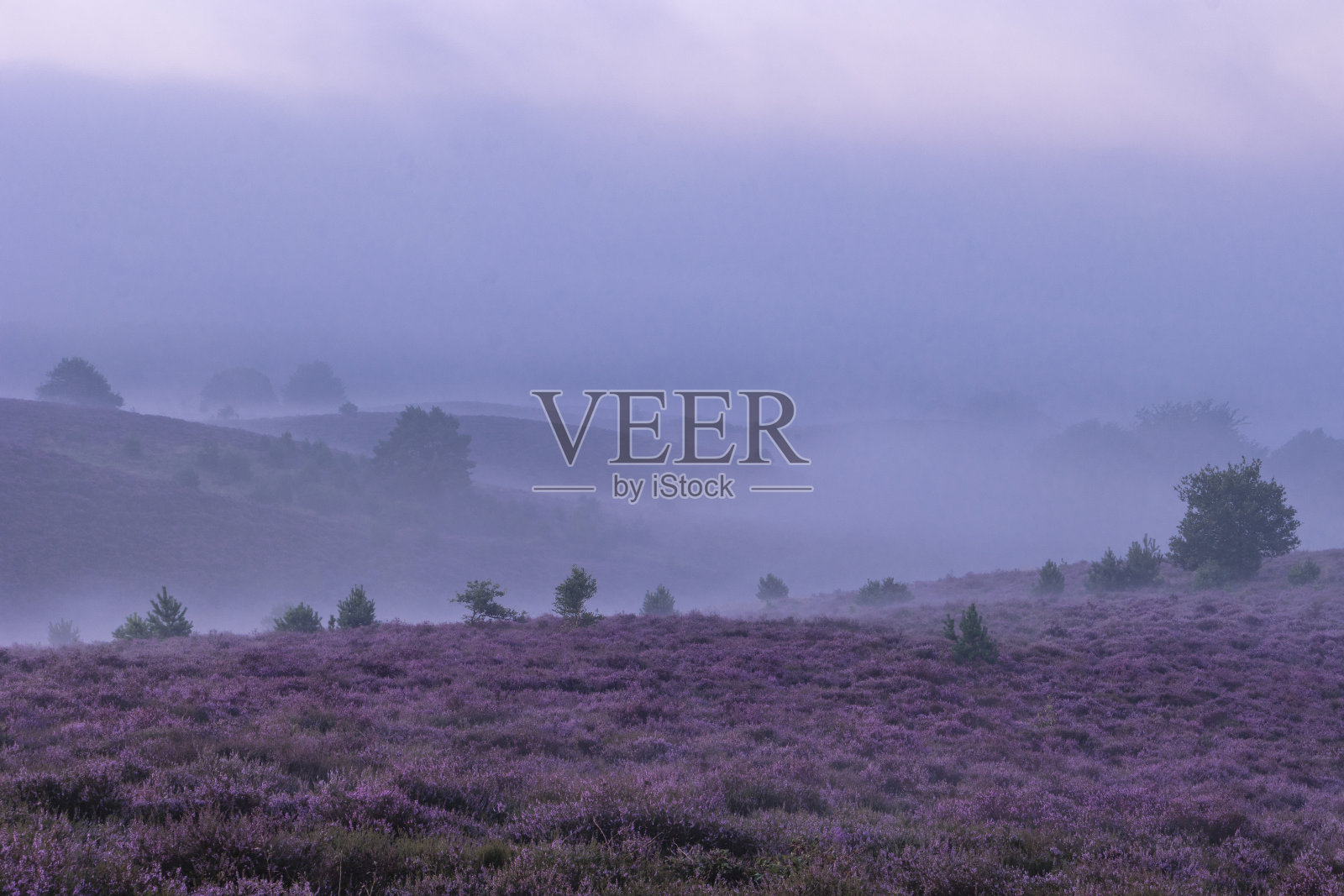 波斯银行国家公园Veluwezoom,在荷兰的Veluwe日出期间盛开的石南花,波斯银行的紫色山丘照片摄影图片