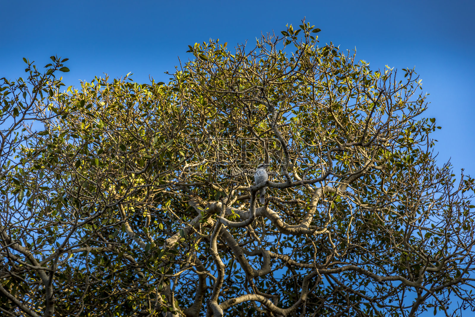 在一个炎热和阳光灿烂的夏天,澳大利亚悉尼的一个公园里,一只澳大利亚的笑翠鸟坐在树上。照片摄影图片