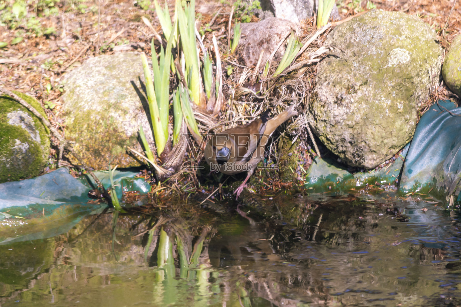 鹰翅雀,鹰翅雀,食侏儒鸟,欧亚鹰翅草——牛皮癣科的一种小鸟,单型尾螺属的唯一代表。照片摄影图片