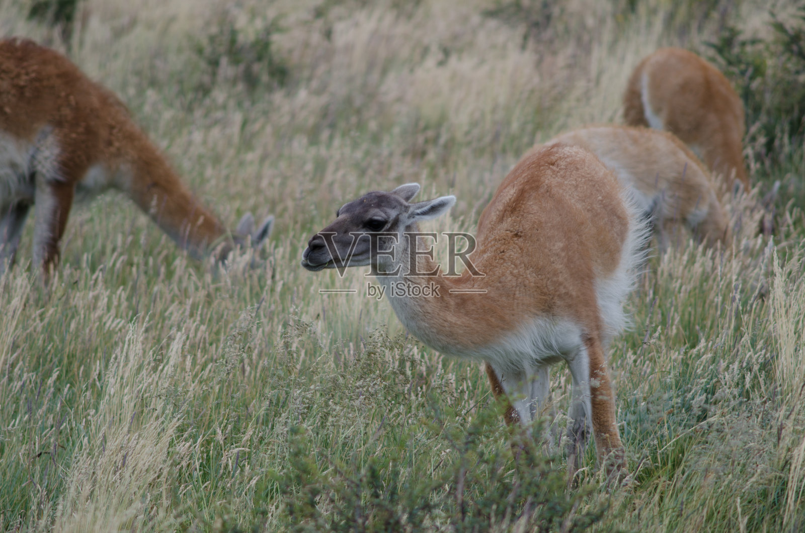 在草地上吃草的Guanacos Lama guanicoe。照片摄影图片