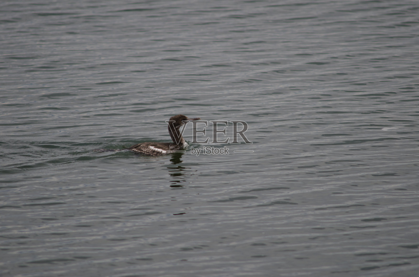 幼狮在蓬塔阿雷纳斯海岸游泳。照片摄影图片