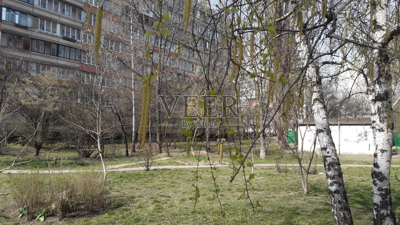 春天来了,花草树木开花了照片摄影图片