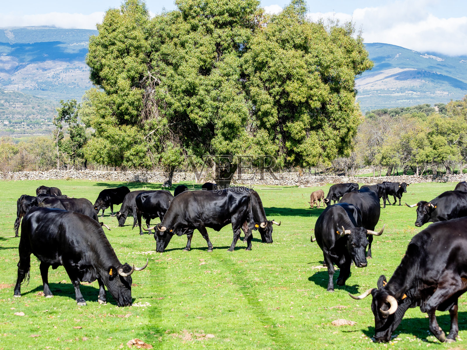 小牛和母牛的农场照片摄影图片