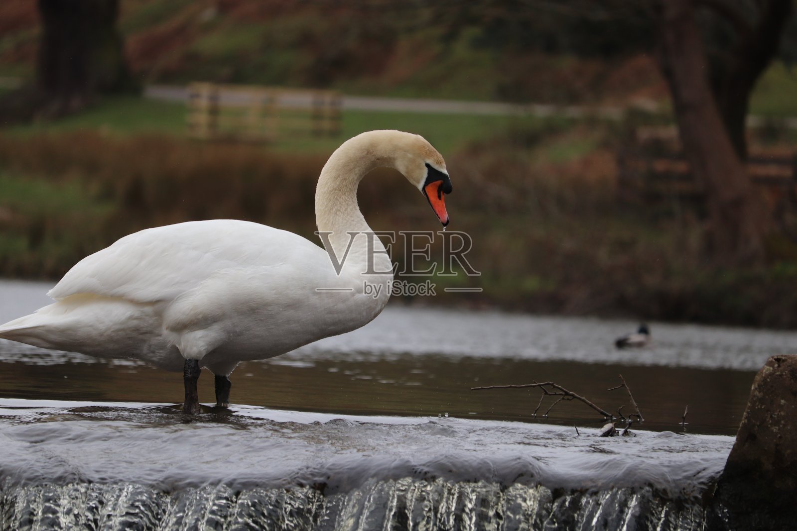 在乡村公园里落下和流动的水照片摄影图片