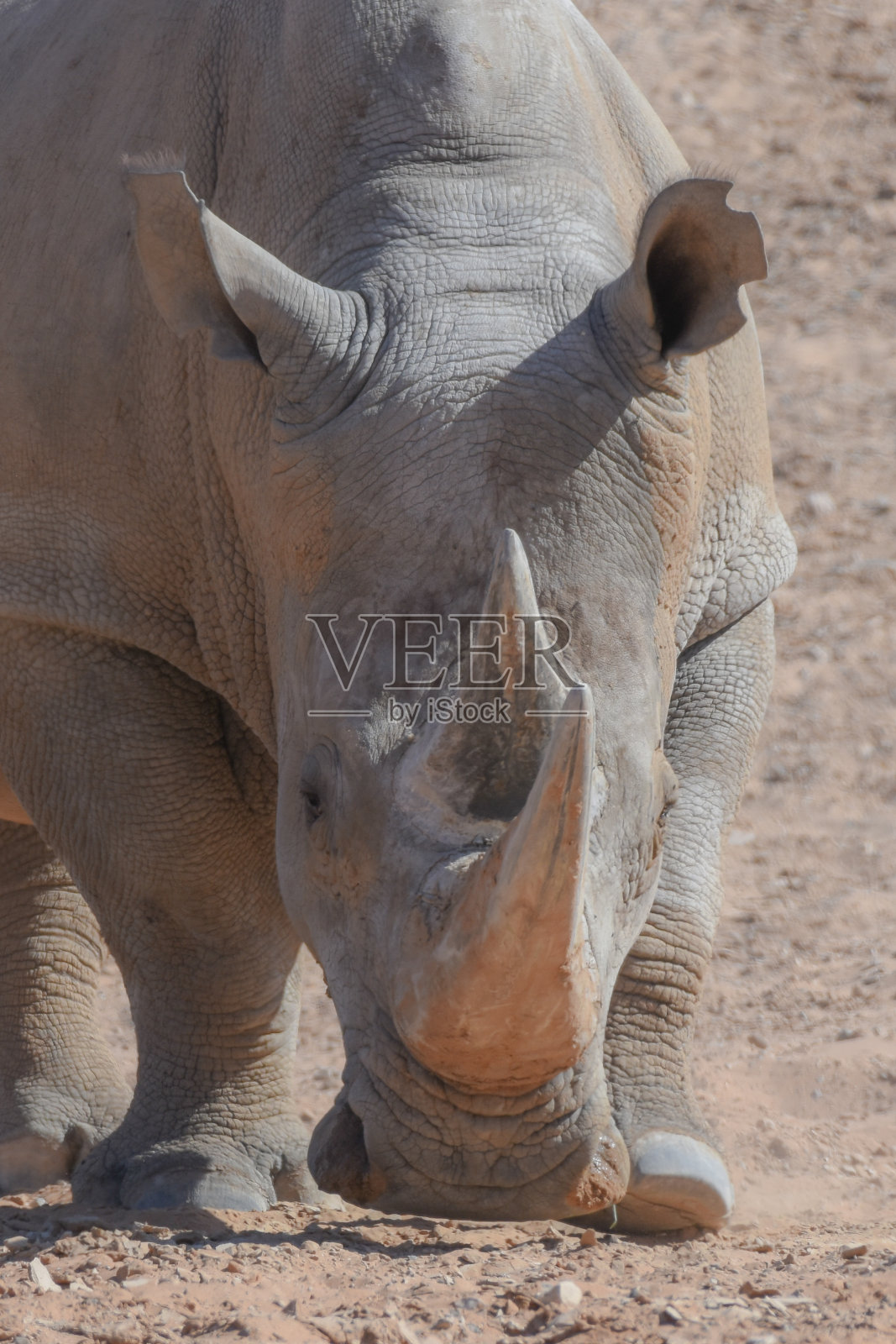 白犀牛特写:行走在干燥的沙漠中照片摄影图片