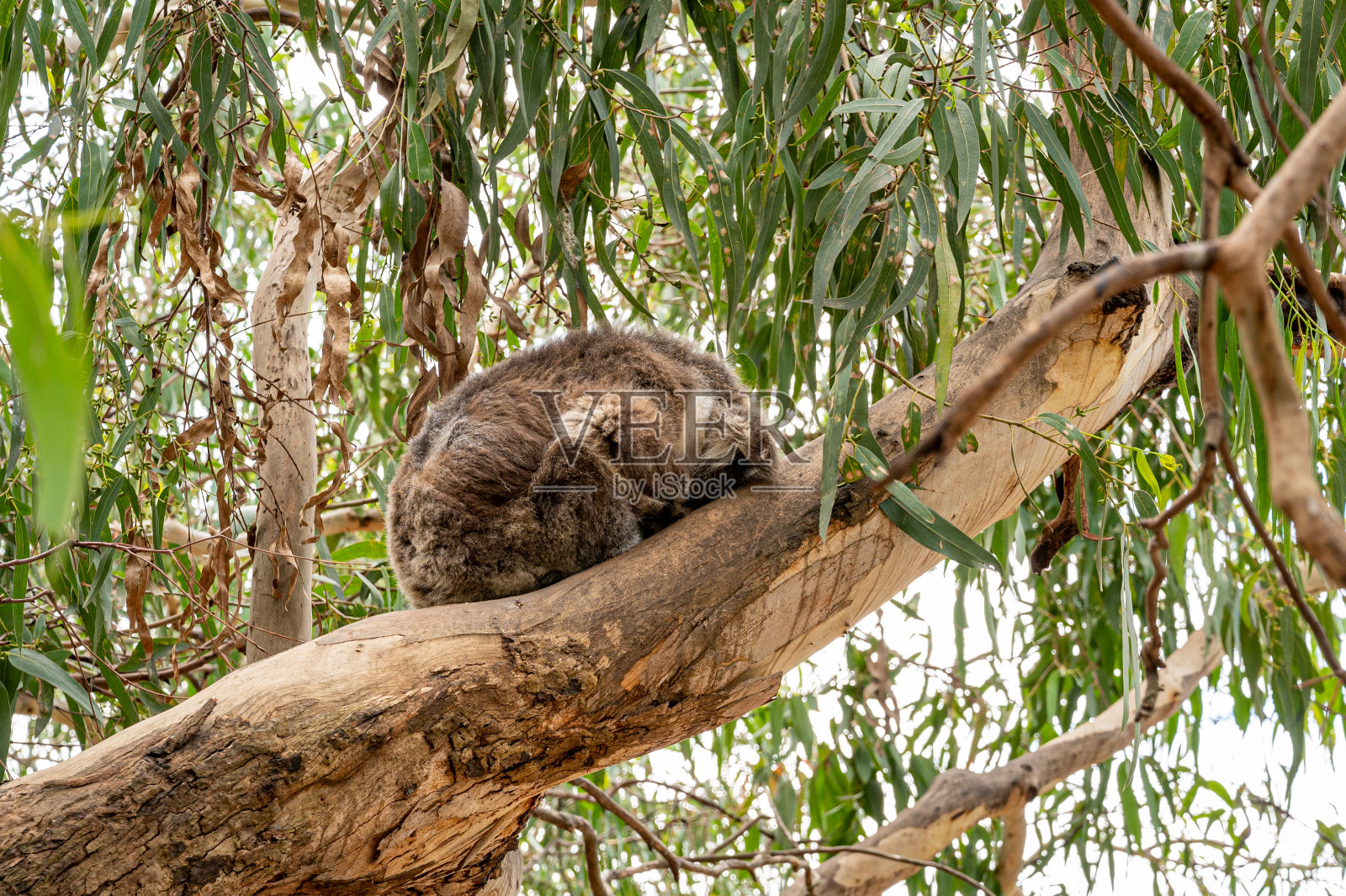 一只考拉在澳大利亚大洋路肯尼特河的一棵桉树上睡觉照片摄影图片