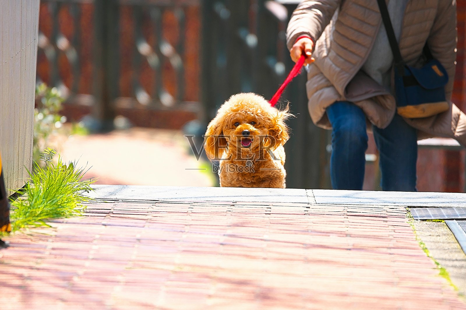 狗狗 遛狗照片摄影图片