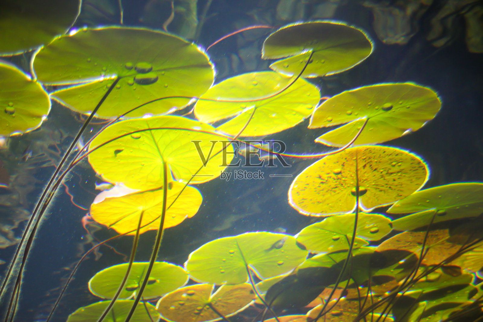 睡莲池塘背景在水族馆照片摄影图片