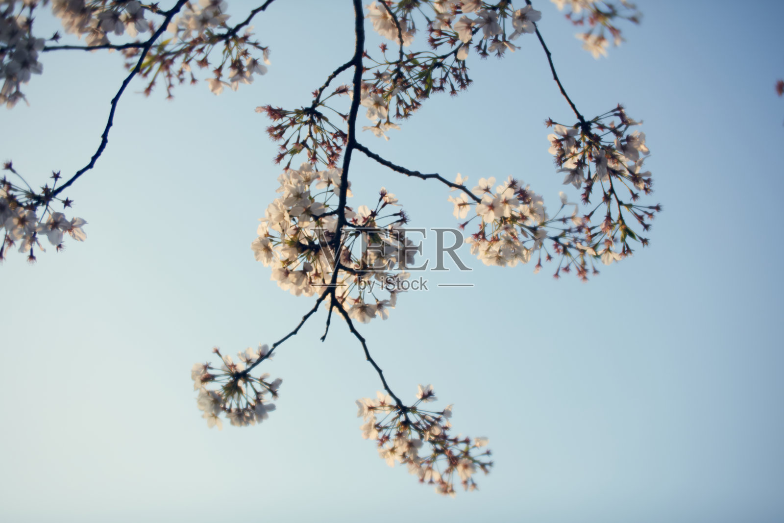 樱花照片摄影图片