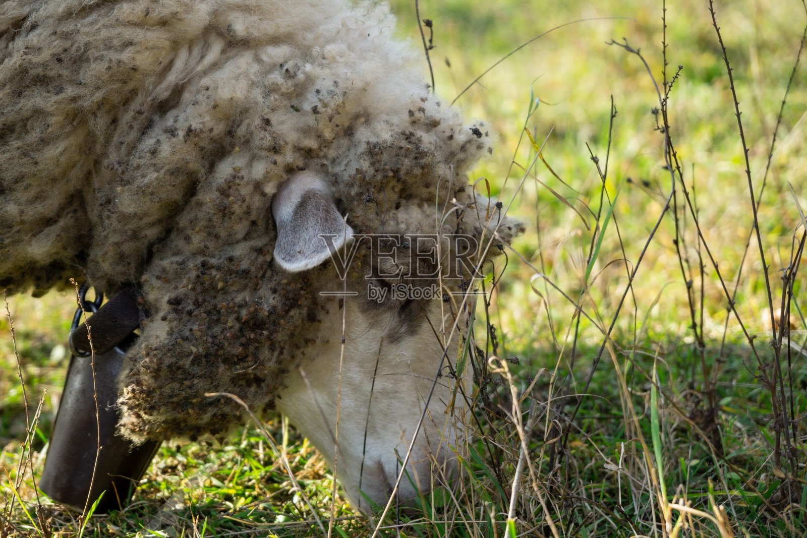 在色彩缤纷的日出或日落时,羊群在草地上吃草。照片摄影图片