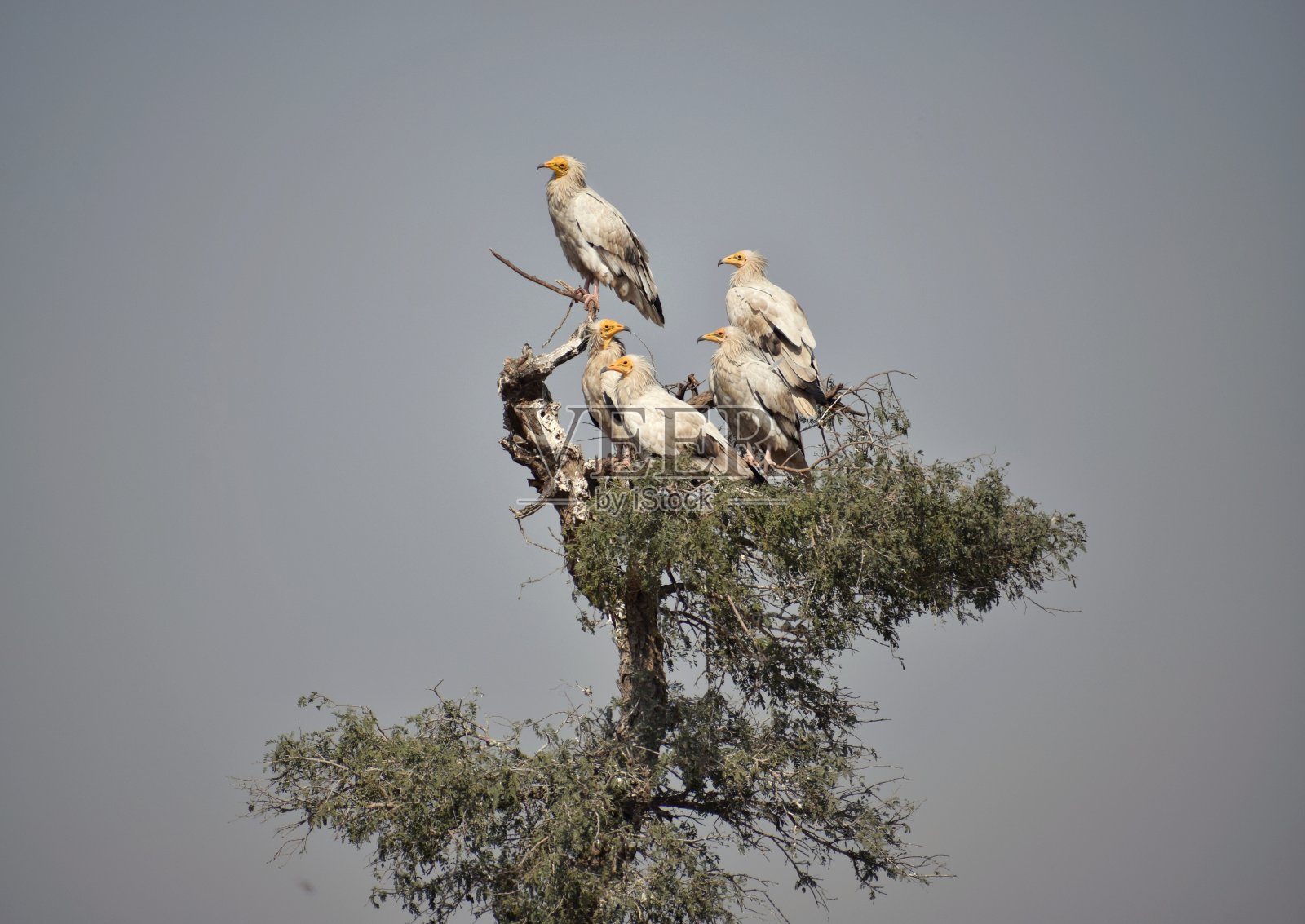 秃鹰照片摄影图片