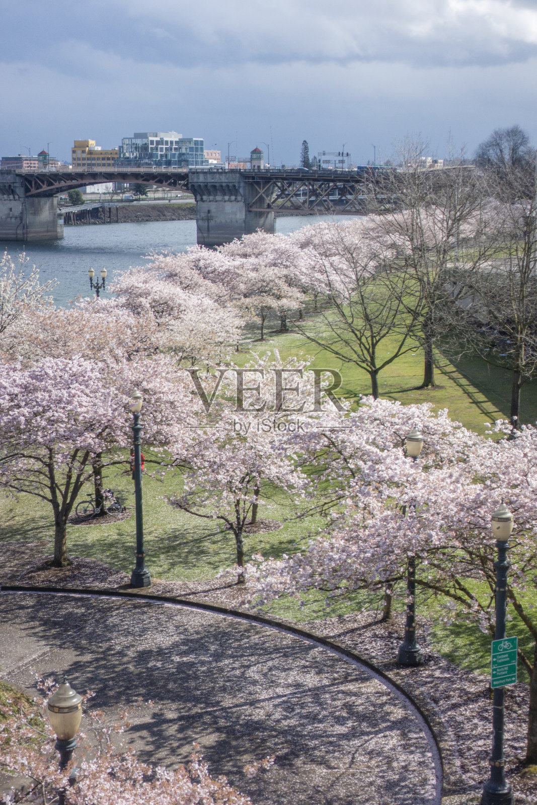 波特兰市中心的樱花盛开照片摄影图片