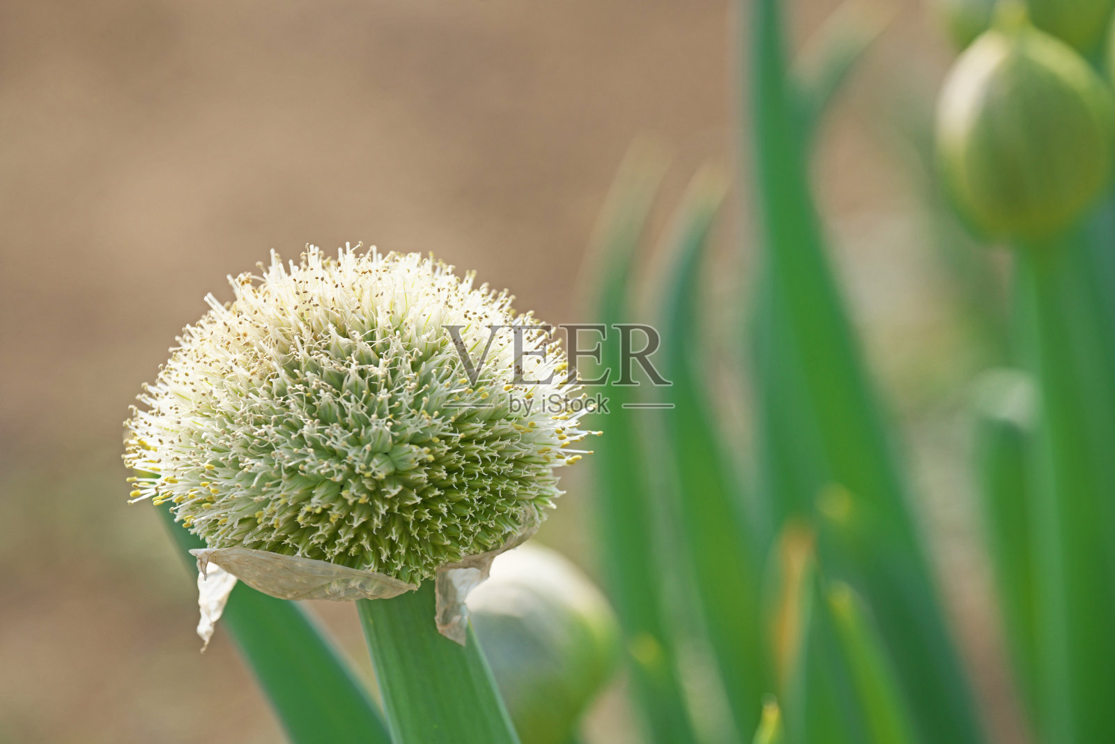 大葱照片摄影图片