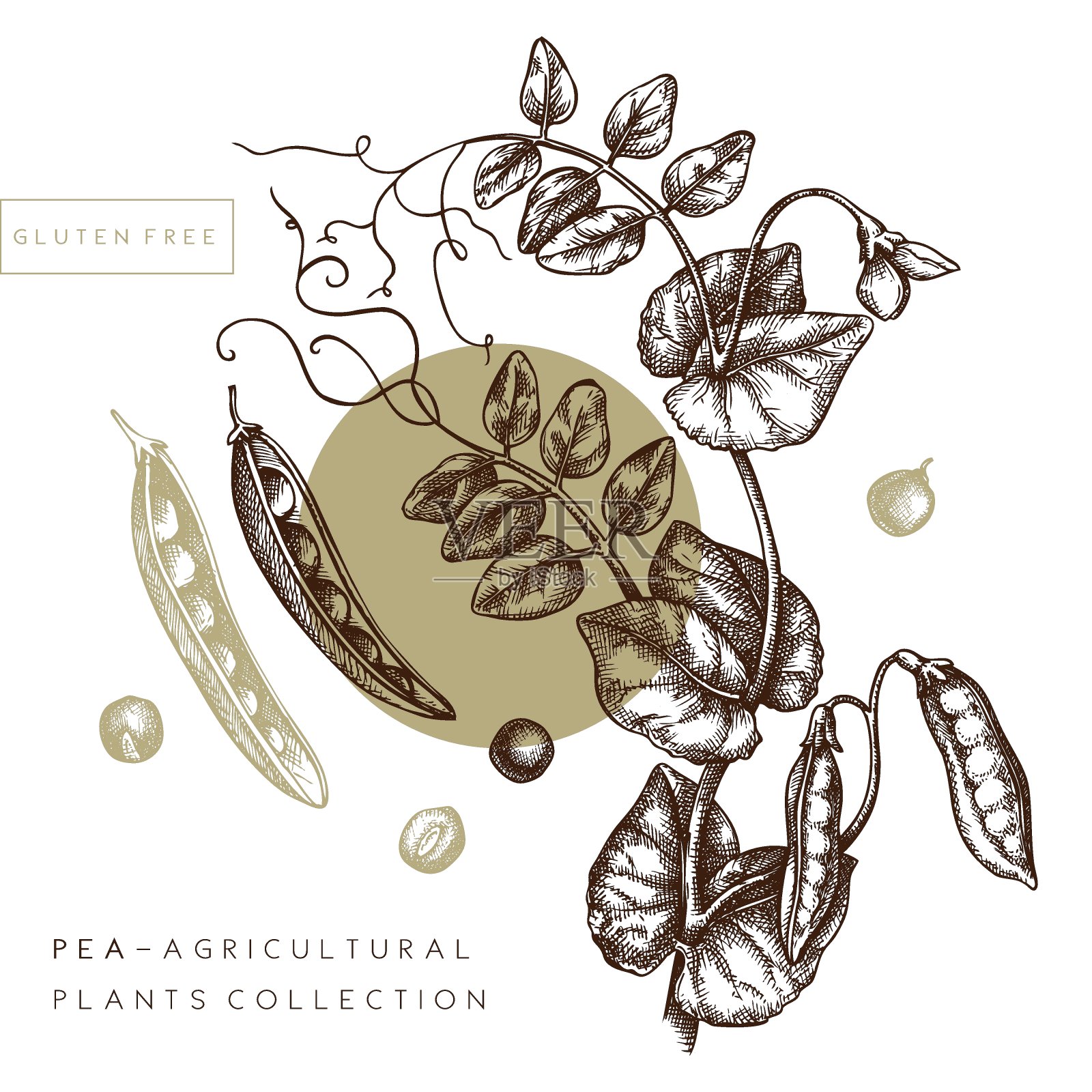 手绘豌豆素描插画图片素材