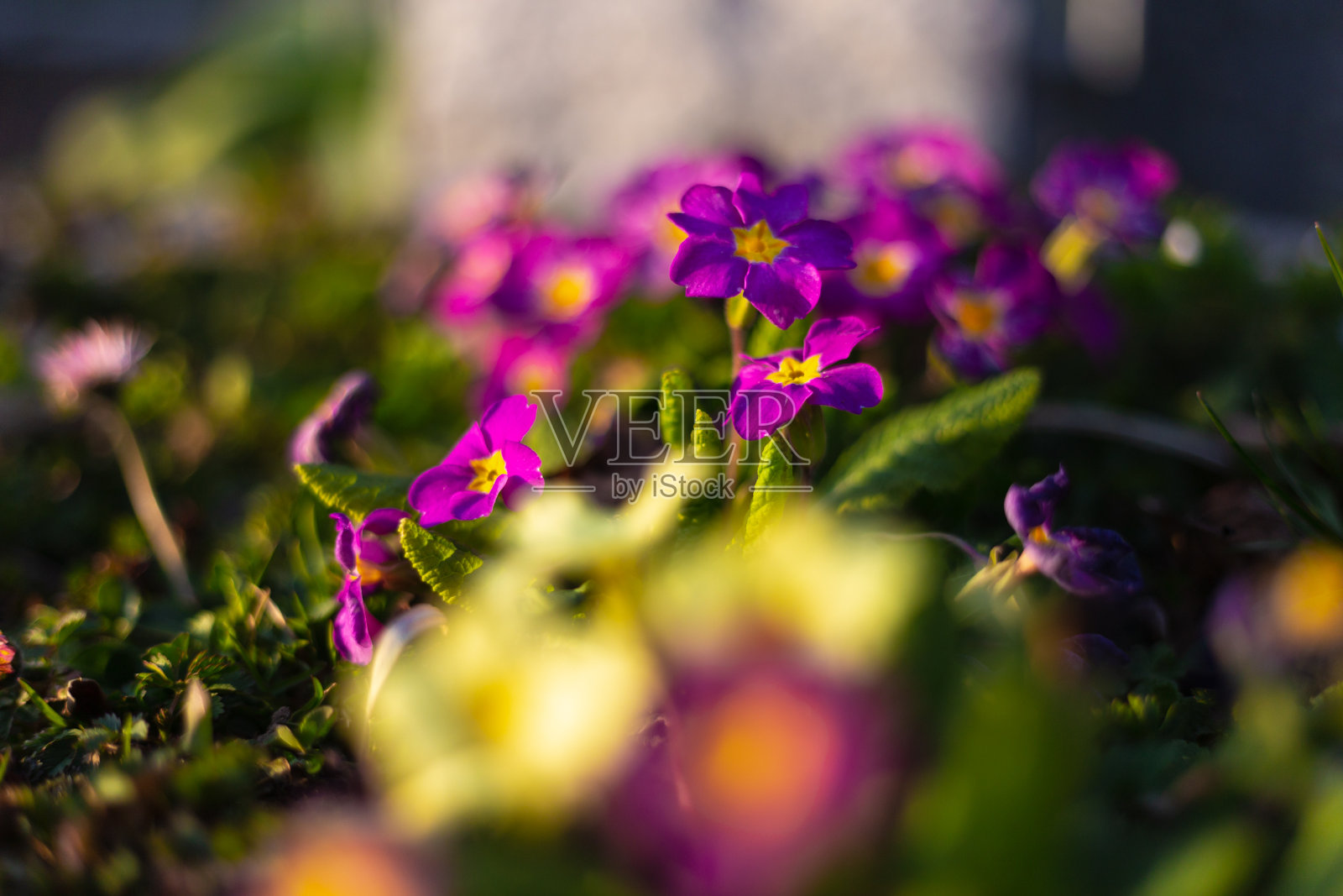 五颜六色的花在东方的乡村花园照片摄影图片