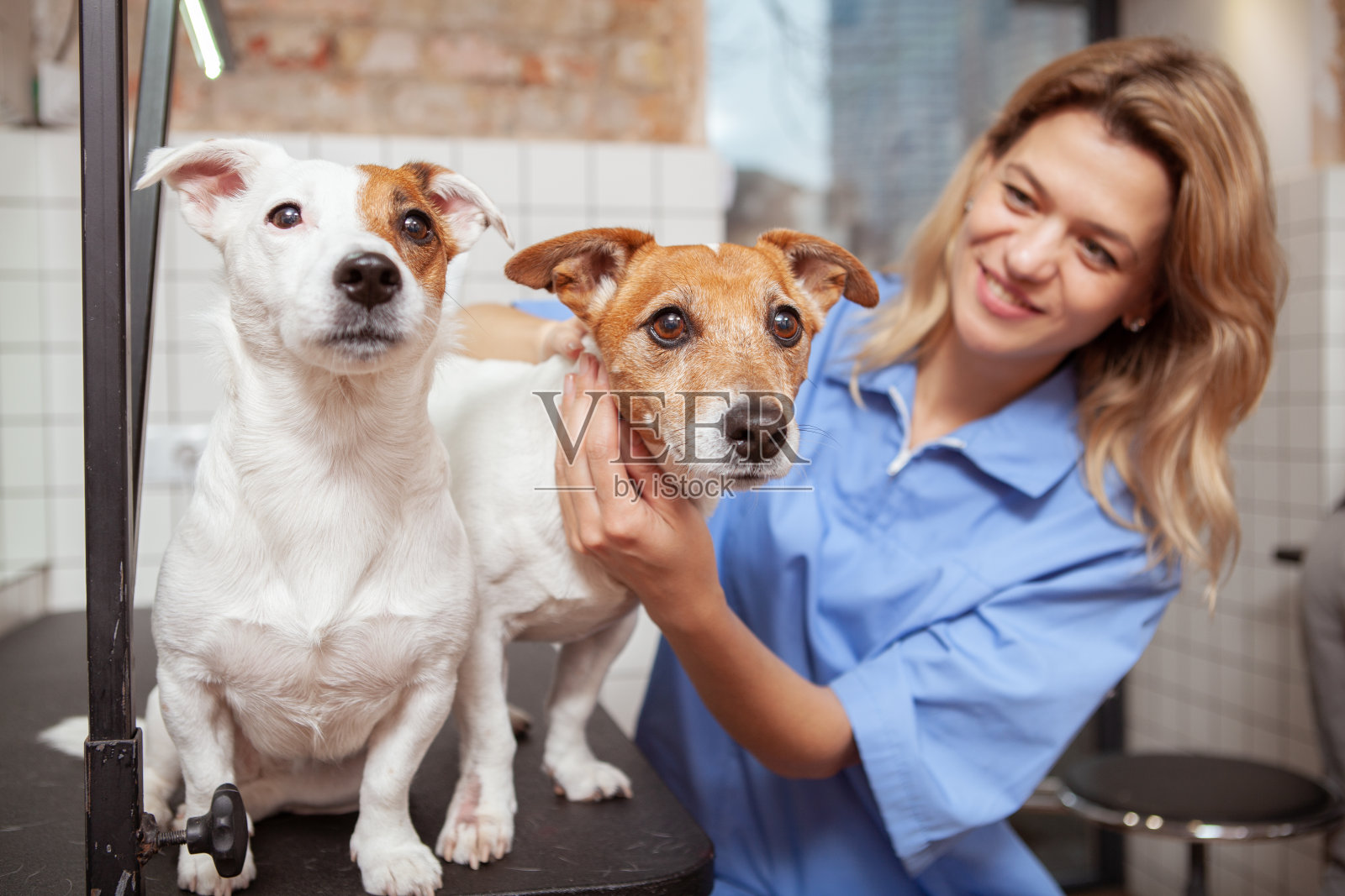 中年女兽医在她的诊所工作照片摄影图片