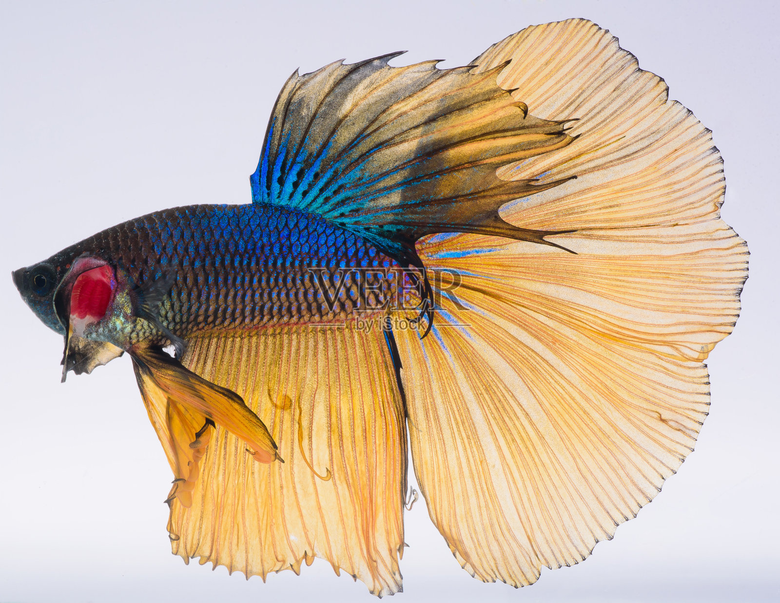 半月斗鱼,暹罗斗鱼,一串红斗鱼照片摄影图片