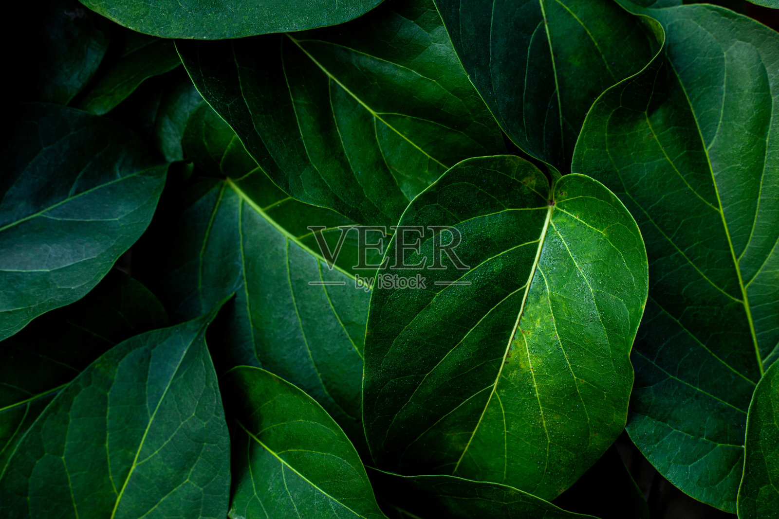 绿叶纹理的特写自然视图照片摄影图片