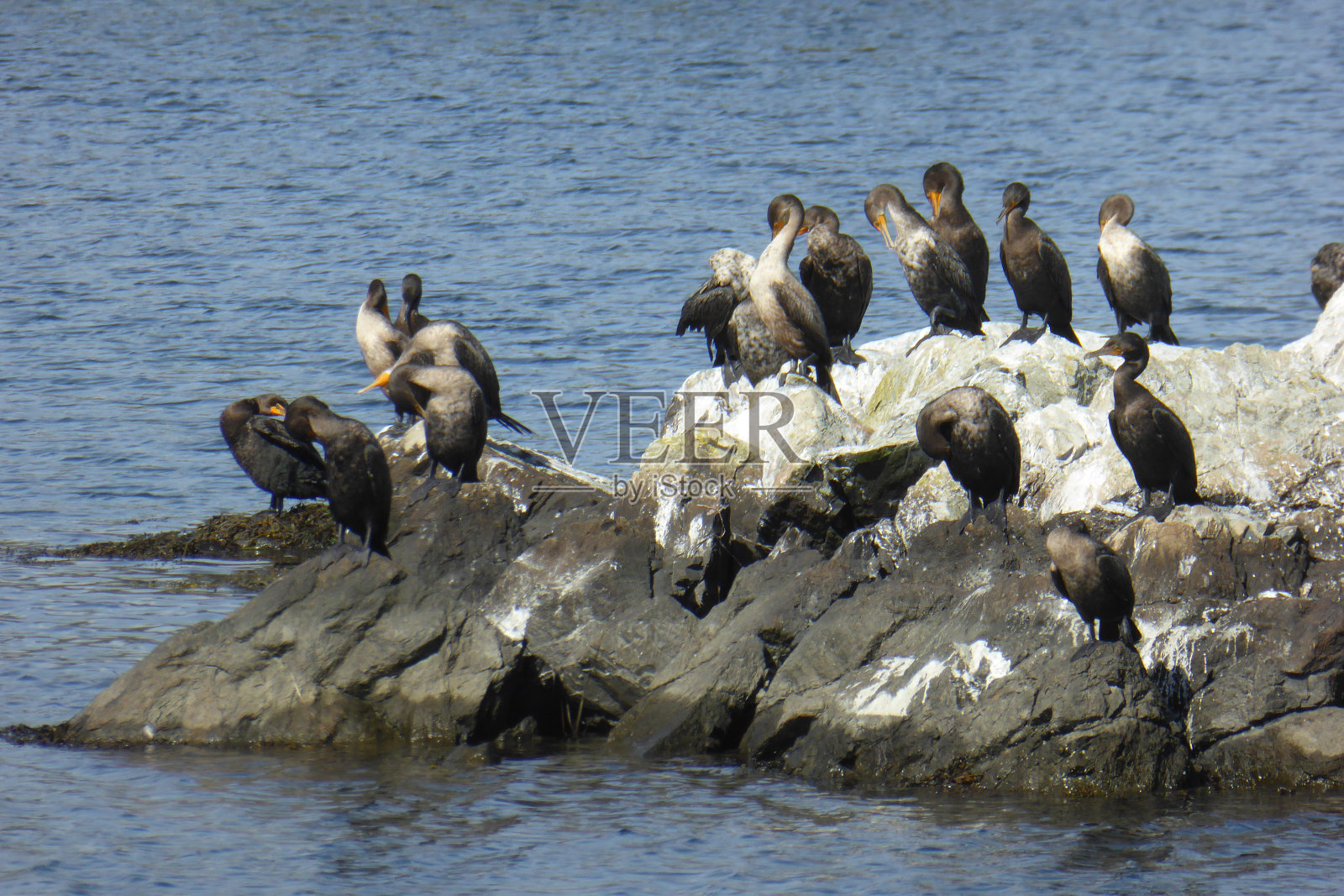 美国罗德岛,新港照片摄影图片