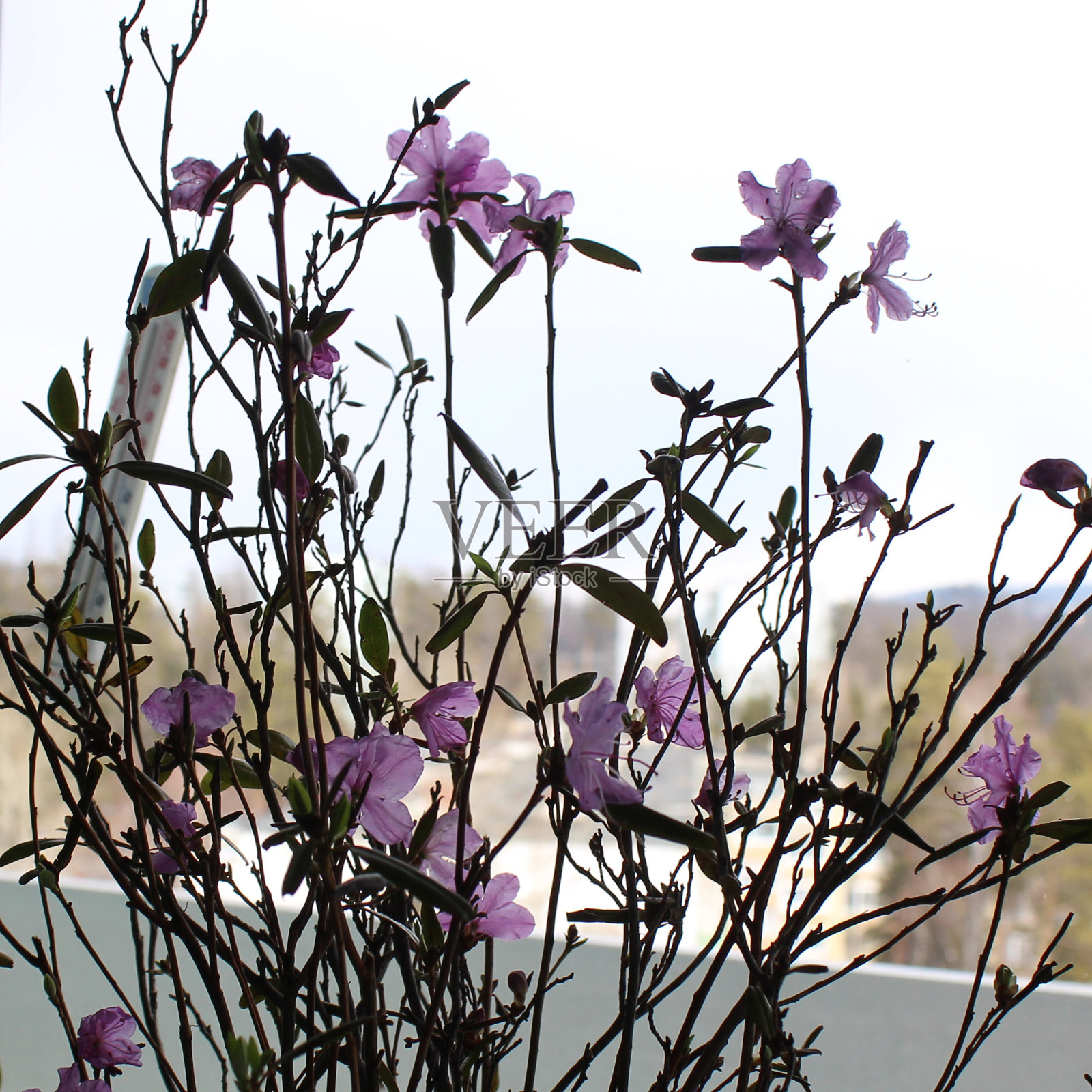 春天的树枝用粉红色的花朵在白色的背景上自然的复制空间照片摄影图片