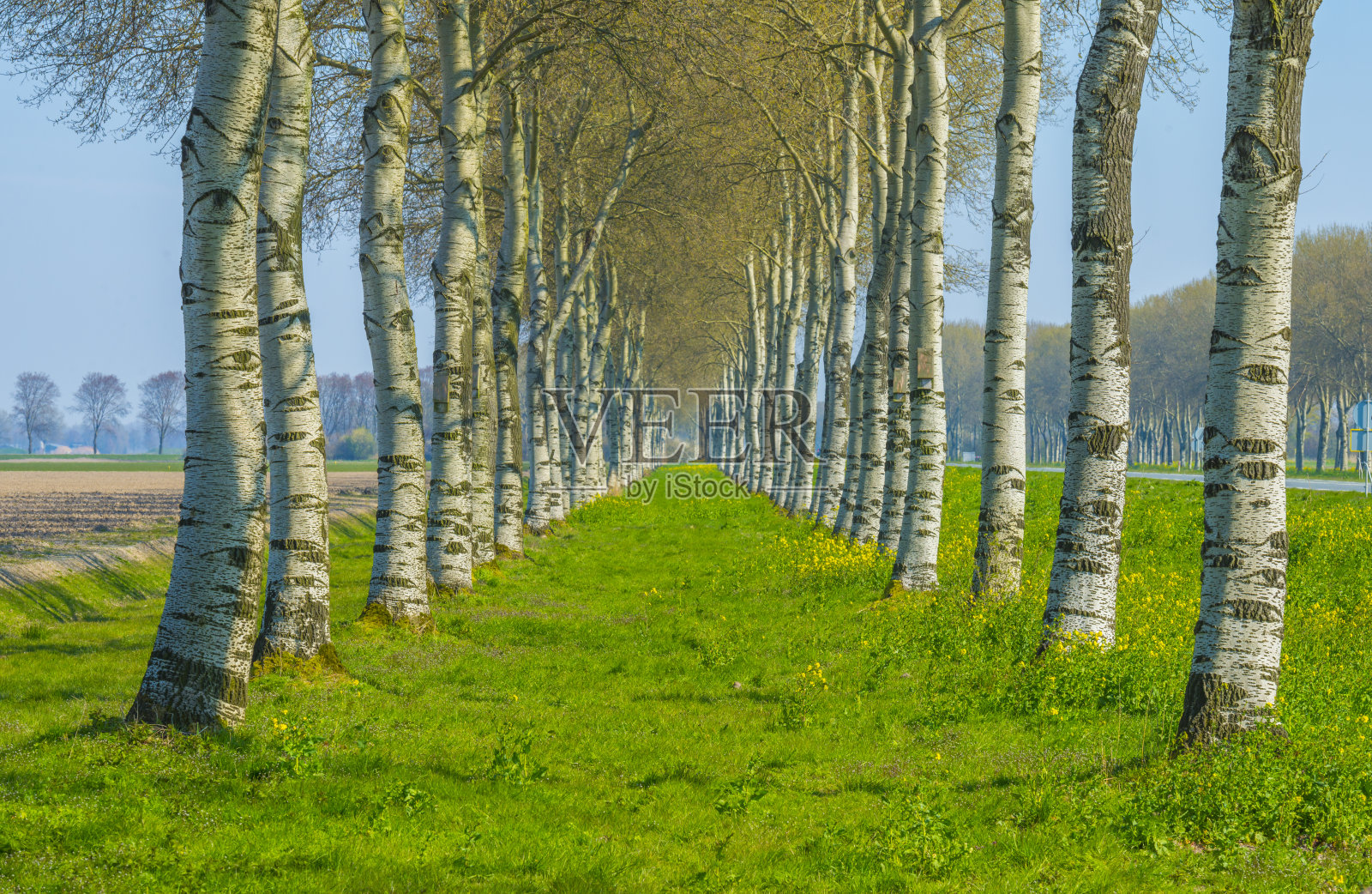 春天阳光下的蓝天下,绿色的田野里的树木照片摄影图片