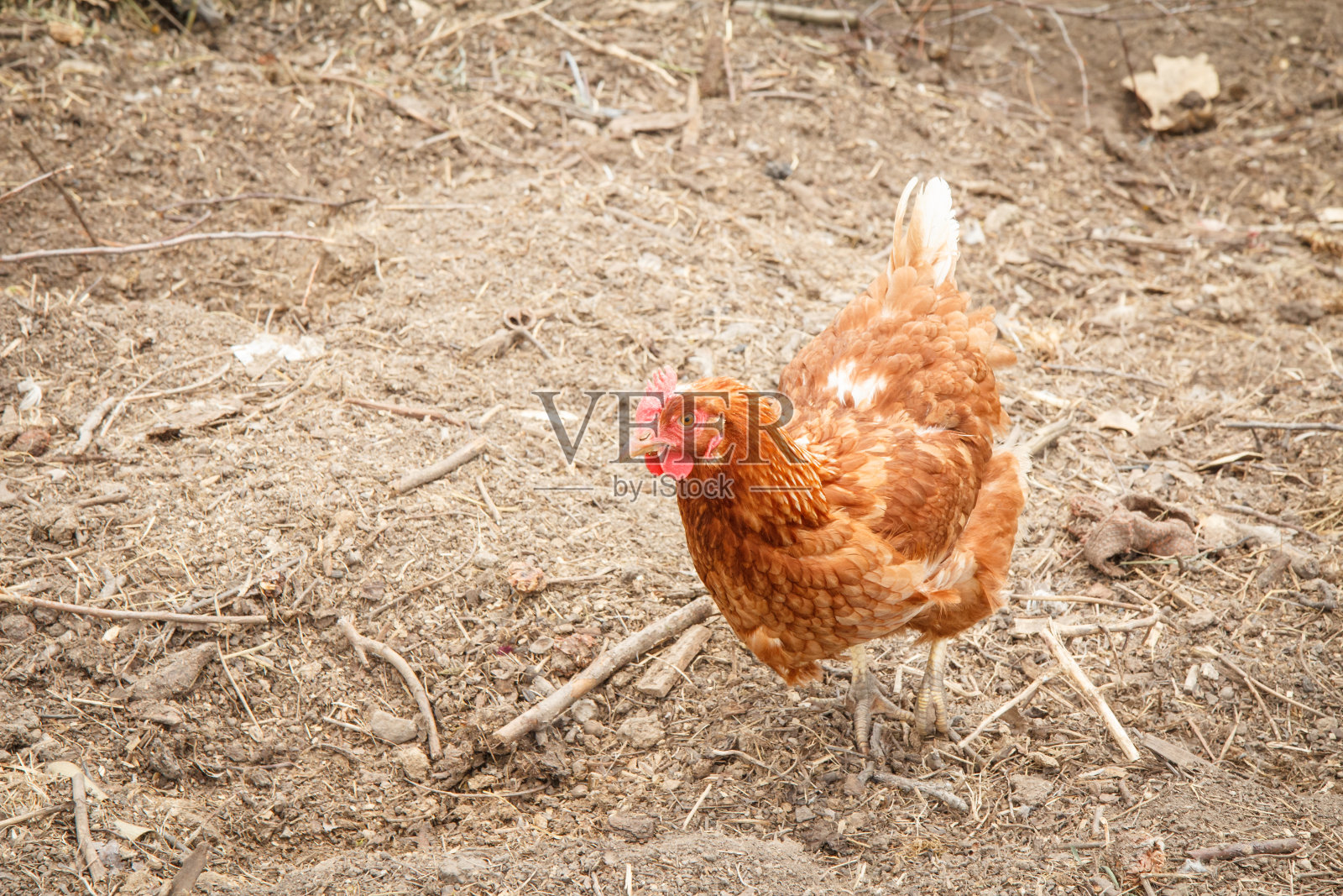 棕色的母鸡在院子里散步。照片摄影图片