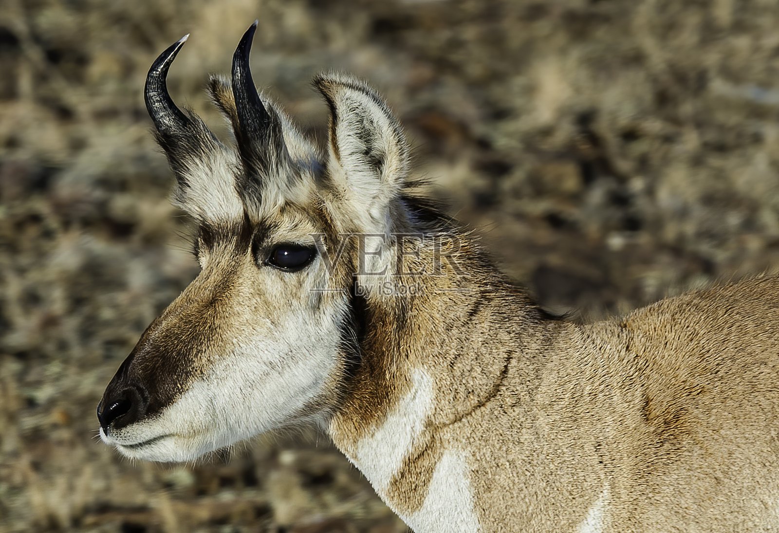 羚羊,Antilocarpra americana,黄石国家公园的冬天,WY。男性。照片摄影图片