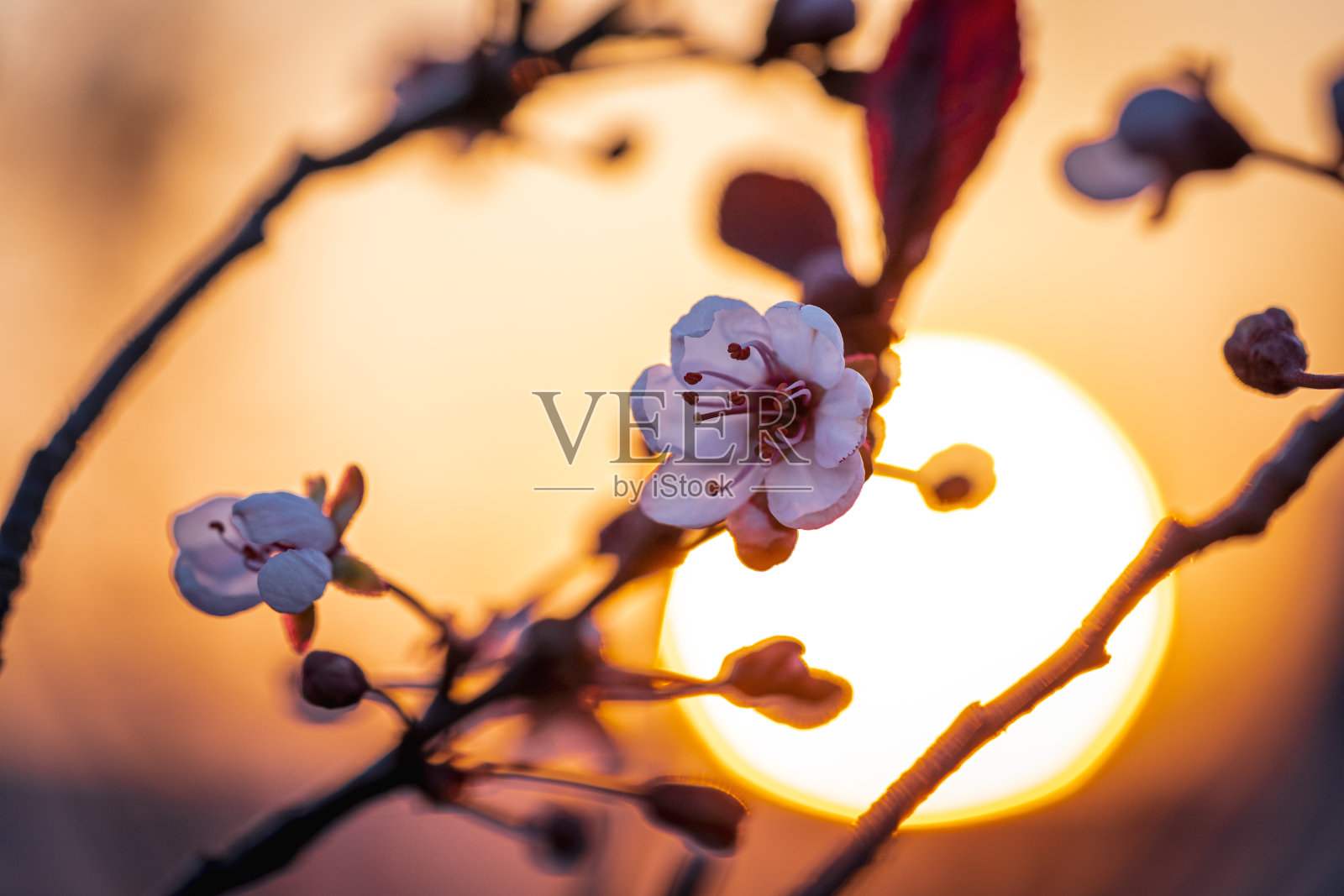 樱花在春天盛开照片摄影图片