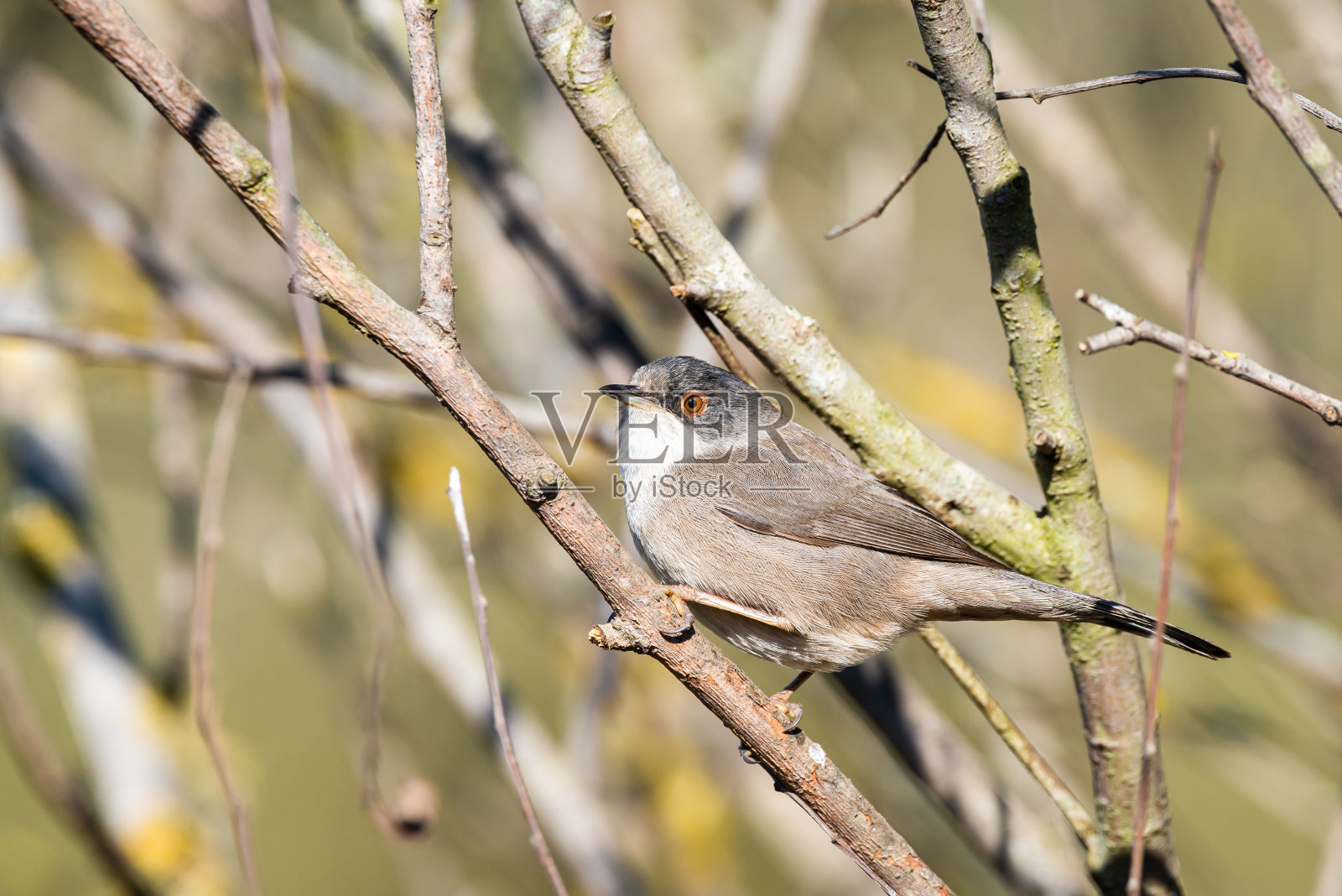 撒丁岛莺的肖像(Sylvia melanocephala)在他的栖息地照片摄影图片
