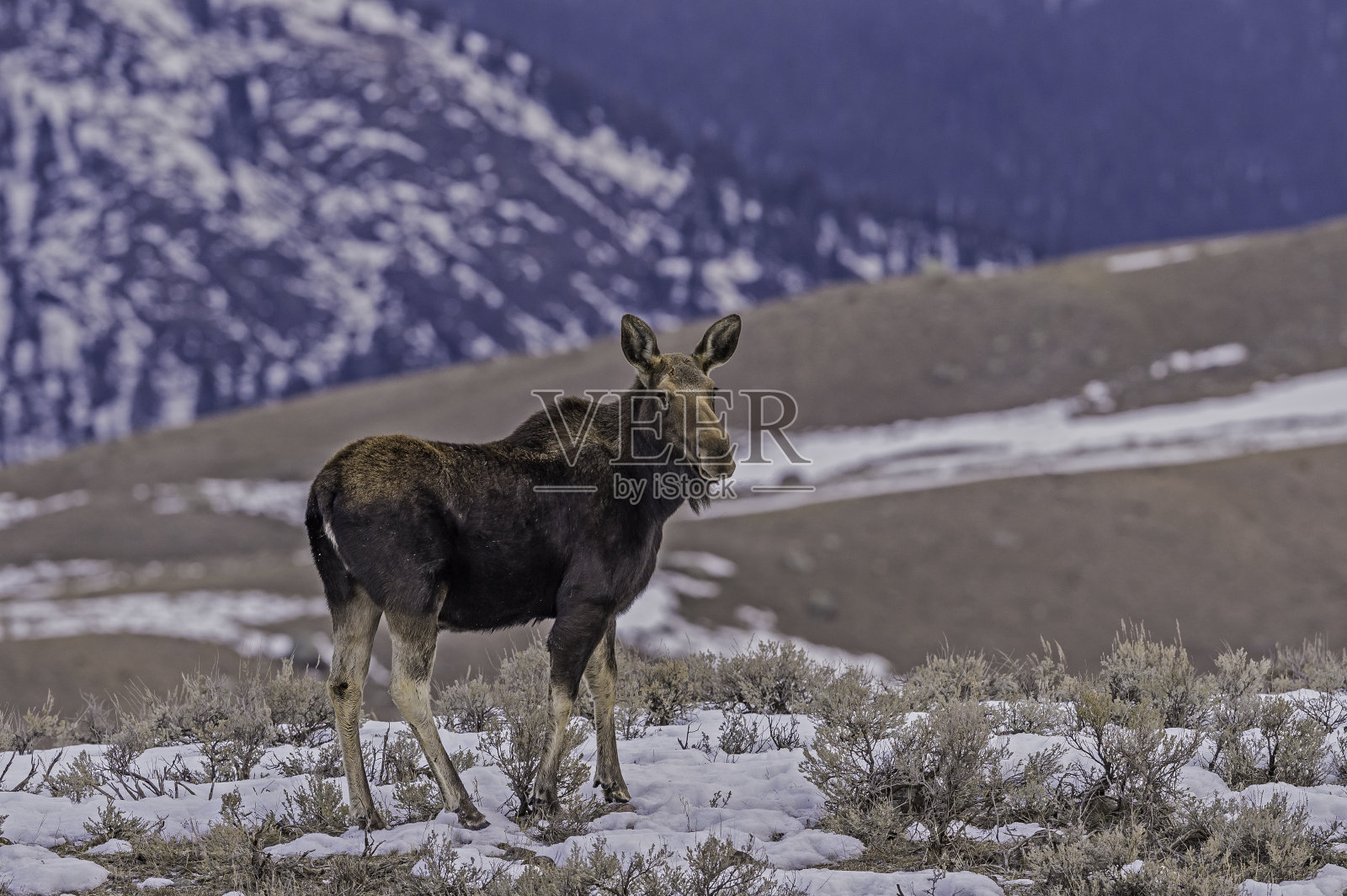 冬天在黄石国家公园的驼鹿照片摄影图片