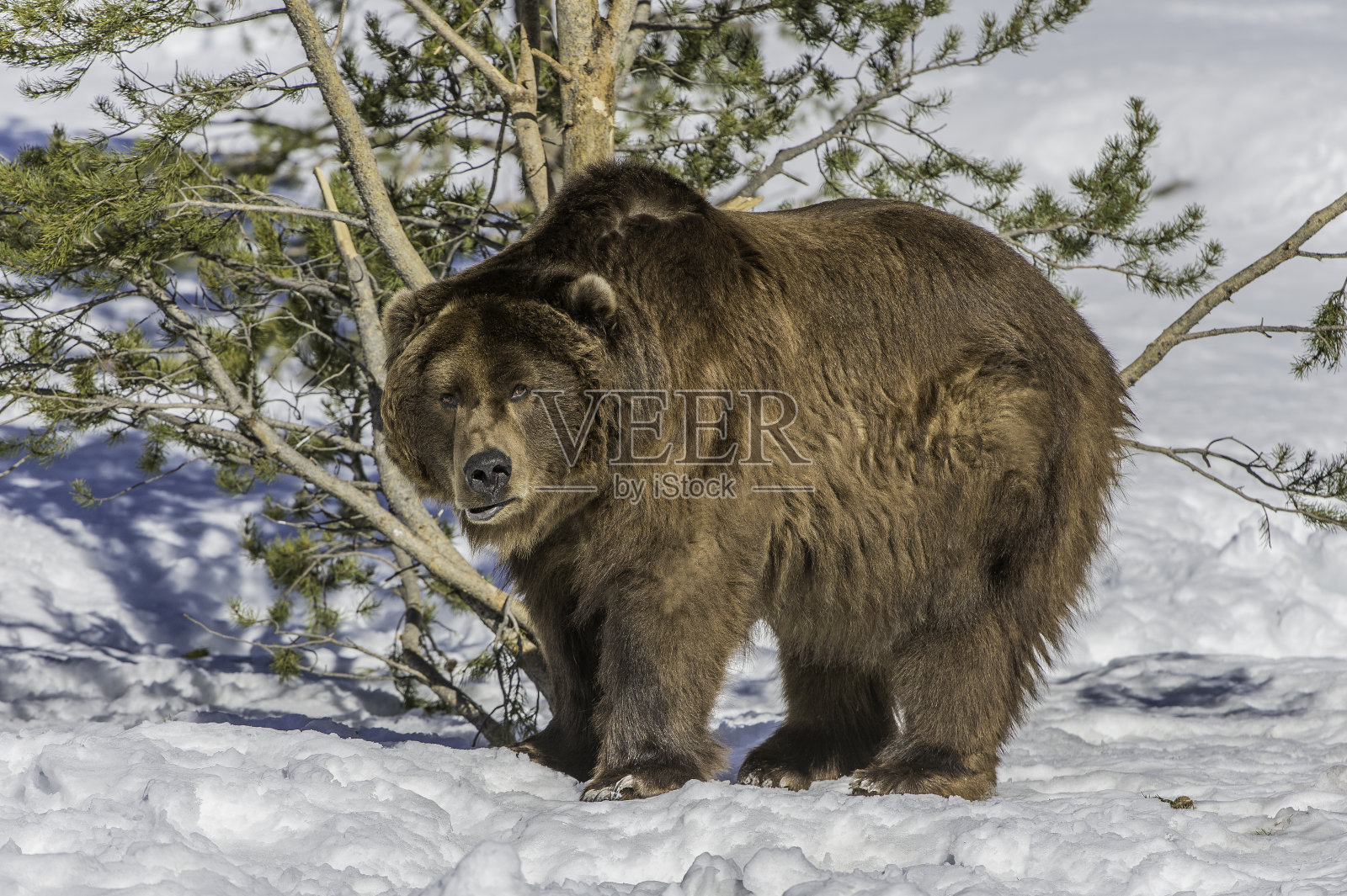 灰熊(Ursus arctos horribilis),也被称为银头熊,灰熊,或北美棕熊,是棕熊(Ursus arctos)的一个亚种。在冬天的时候。照片摄影图片