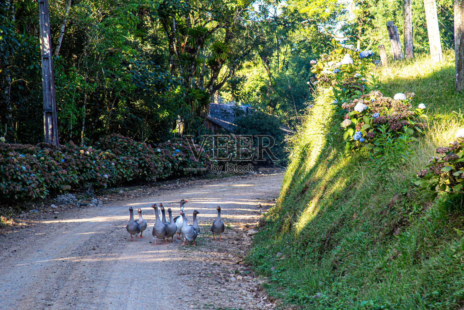 国内鹅。照片摄影图片