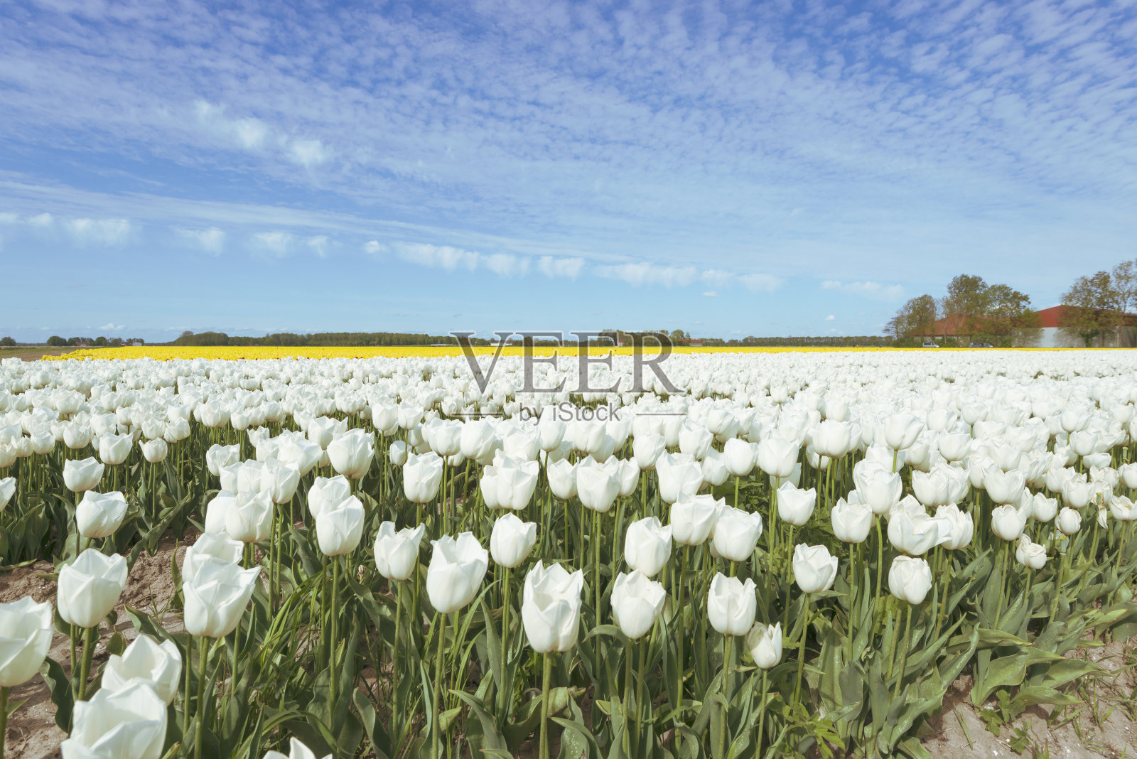 白色、红色和黄色盛开的明亮郁金香生长在荷兰的田野里,上面有蓬松的云彩照片摄影图片