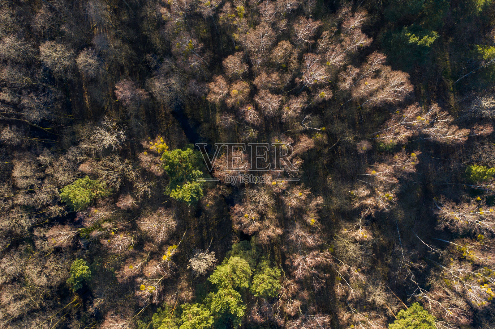 鸟瞰图的冬天森林没有雪照片摄影图片
